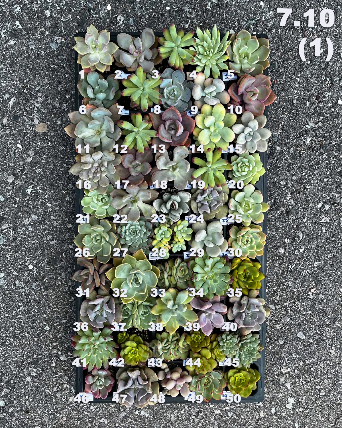 07.10 (1)(2) Baby/Small Local Succulents (1-100)