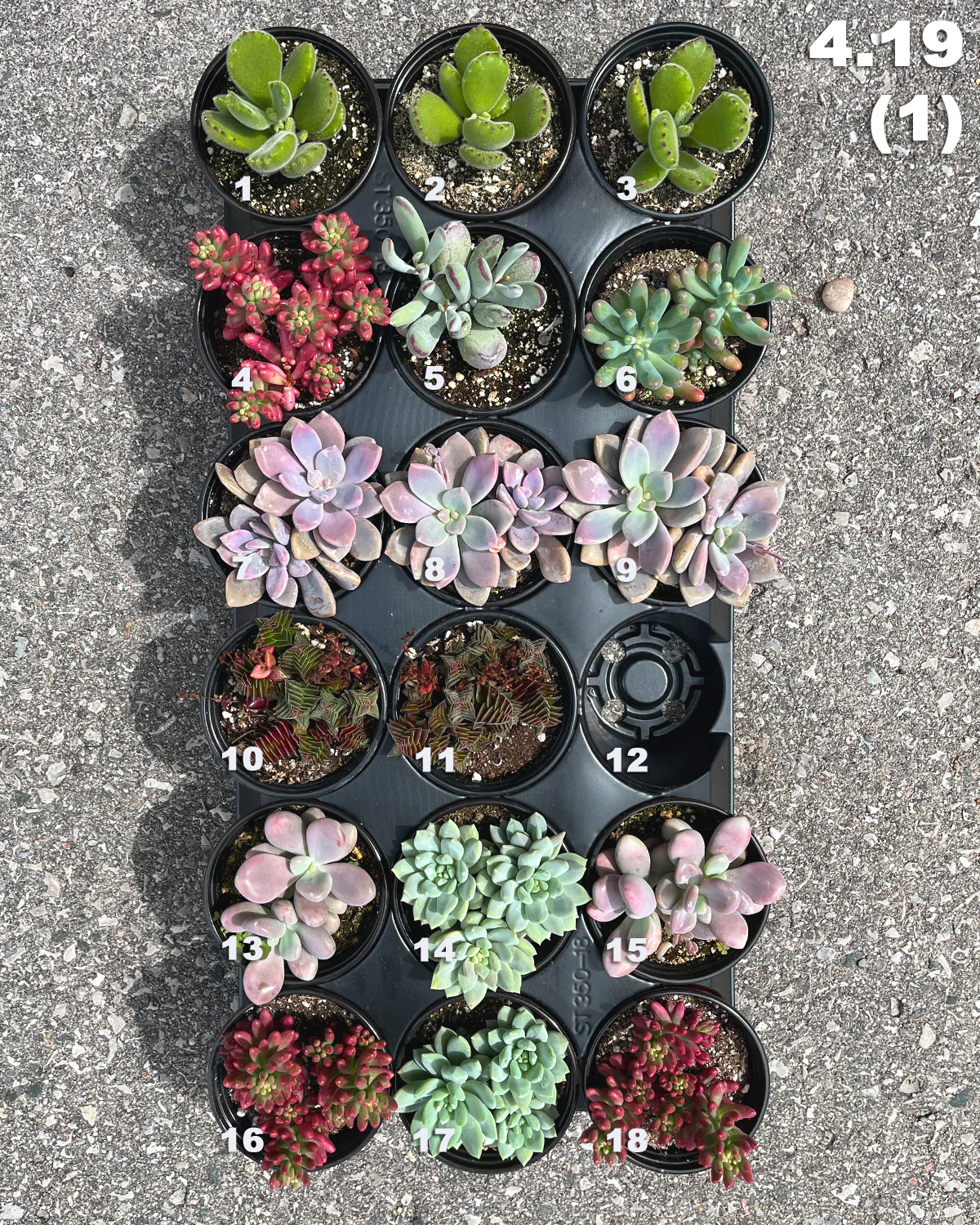 4.19 (1)(2) Local Succulents Premium One-of-Kind