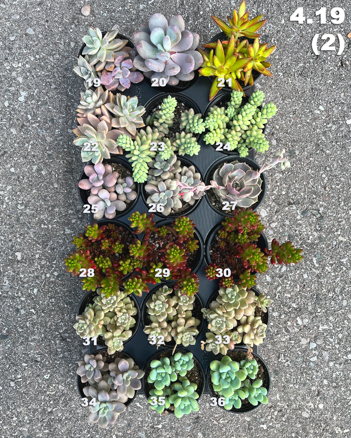 4.19 (1)(2) Local Succulents Premium One-of-Kind - Image 2