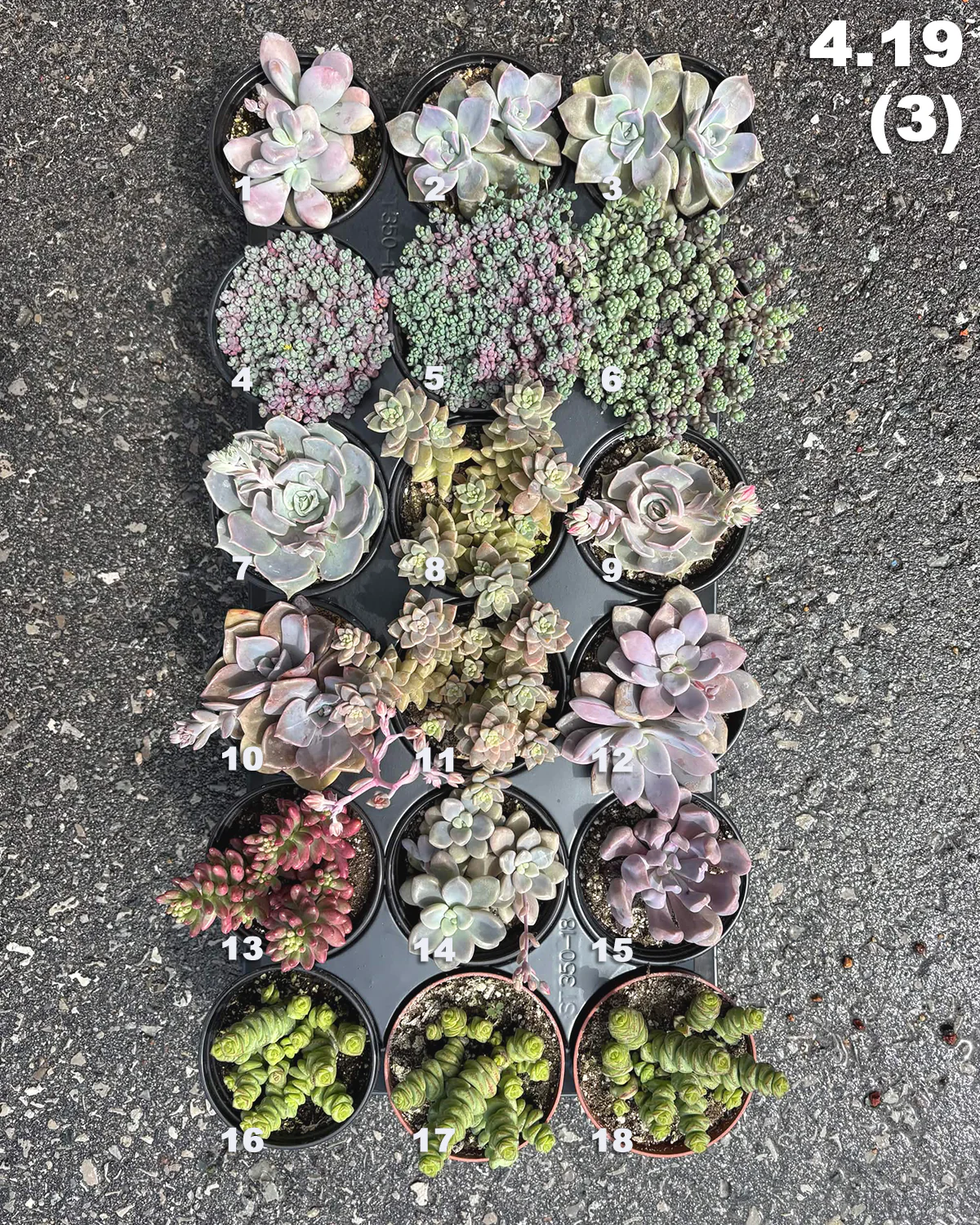 4.19 (3) Local Succulents Premium One-of-Kind