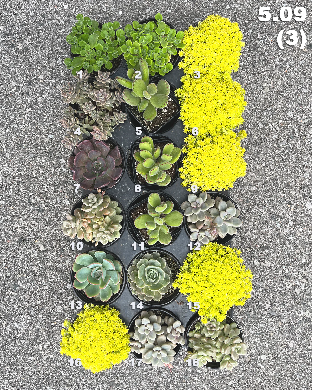 5.9 (3) Local Succulents Premium One-of-Kind