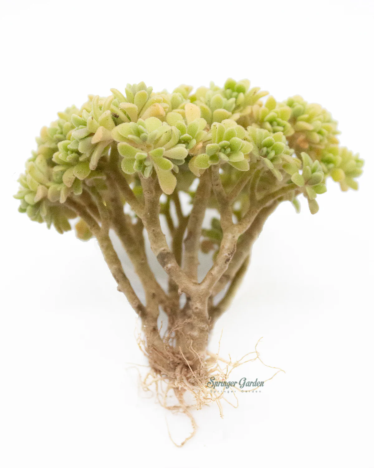 Aeonium Dasol - Image 2