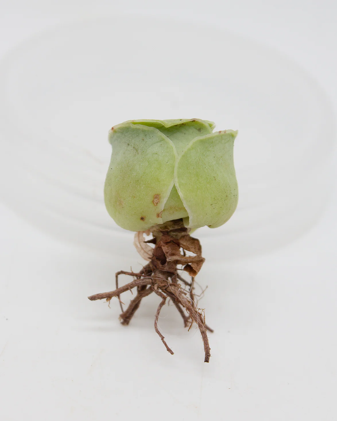 Greenovia El Hierro - Image 4