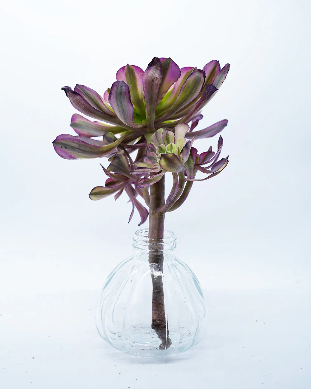 Aeonium Falling Snow - Image 2
