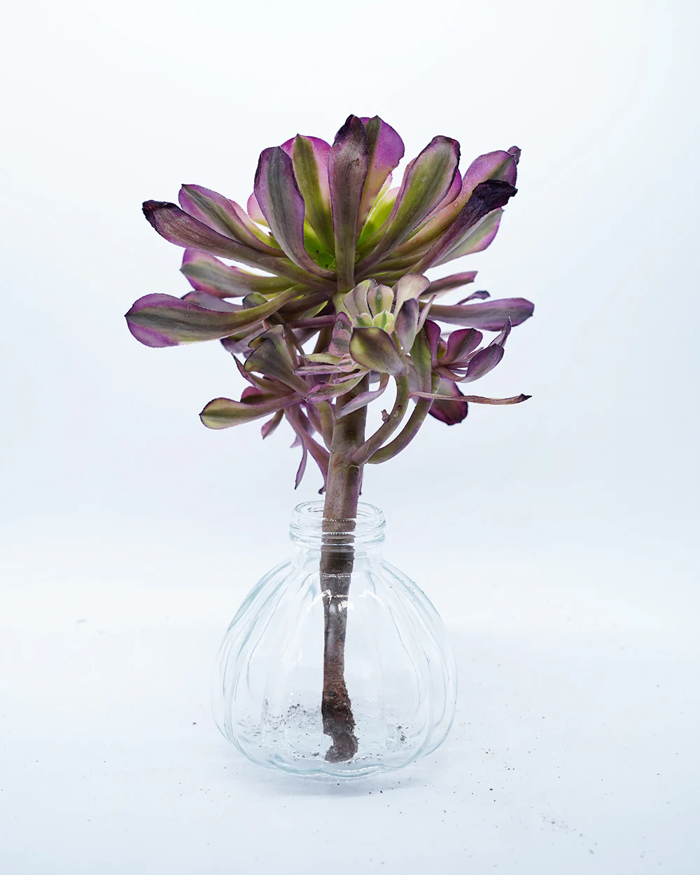 Aeonium God of Fire - Image 2