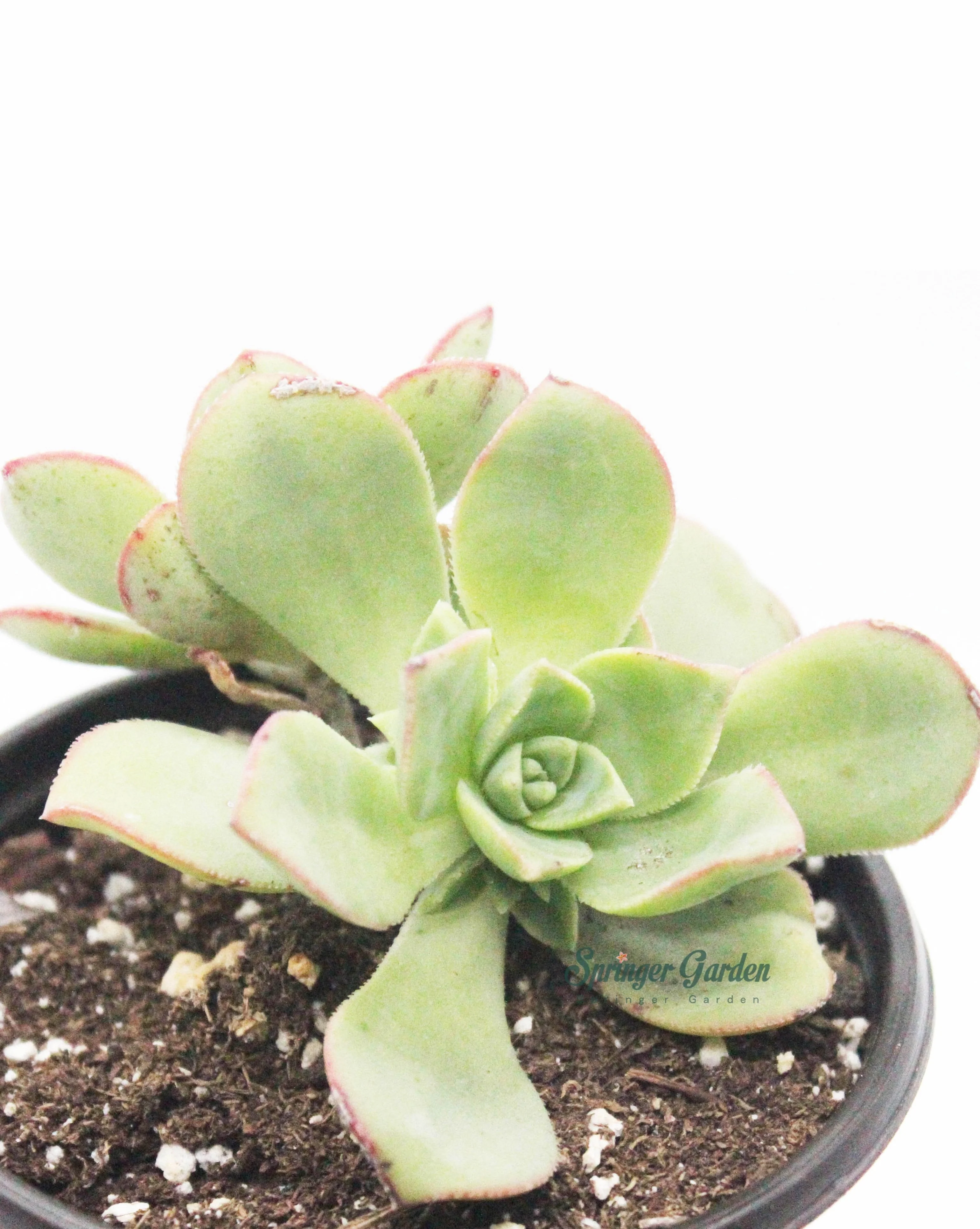 Aeonium Haworthii (Pinwheel) - Image 2