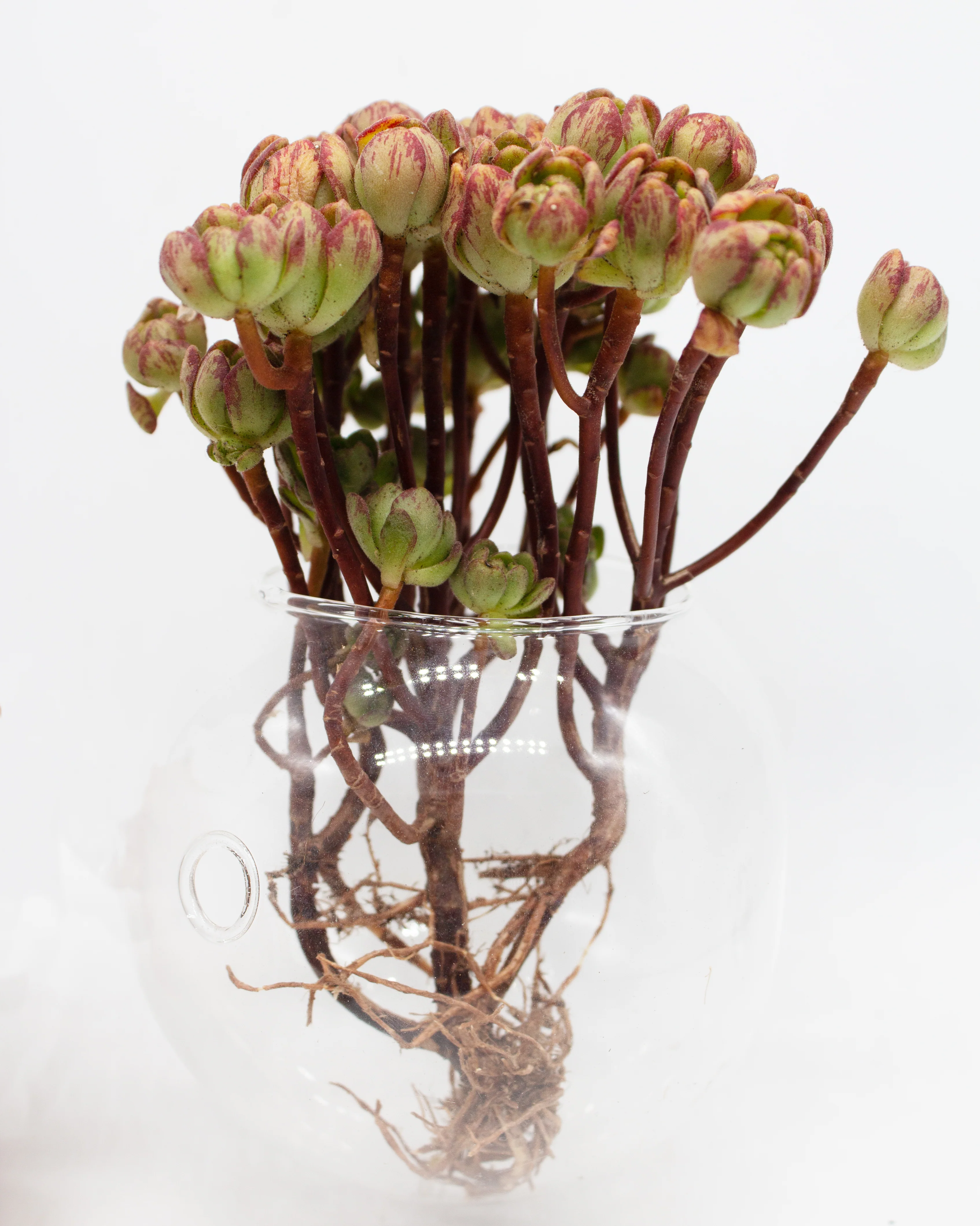 Aeonium Little Fox - Image 2