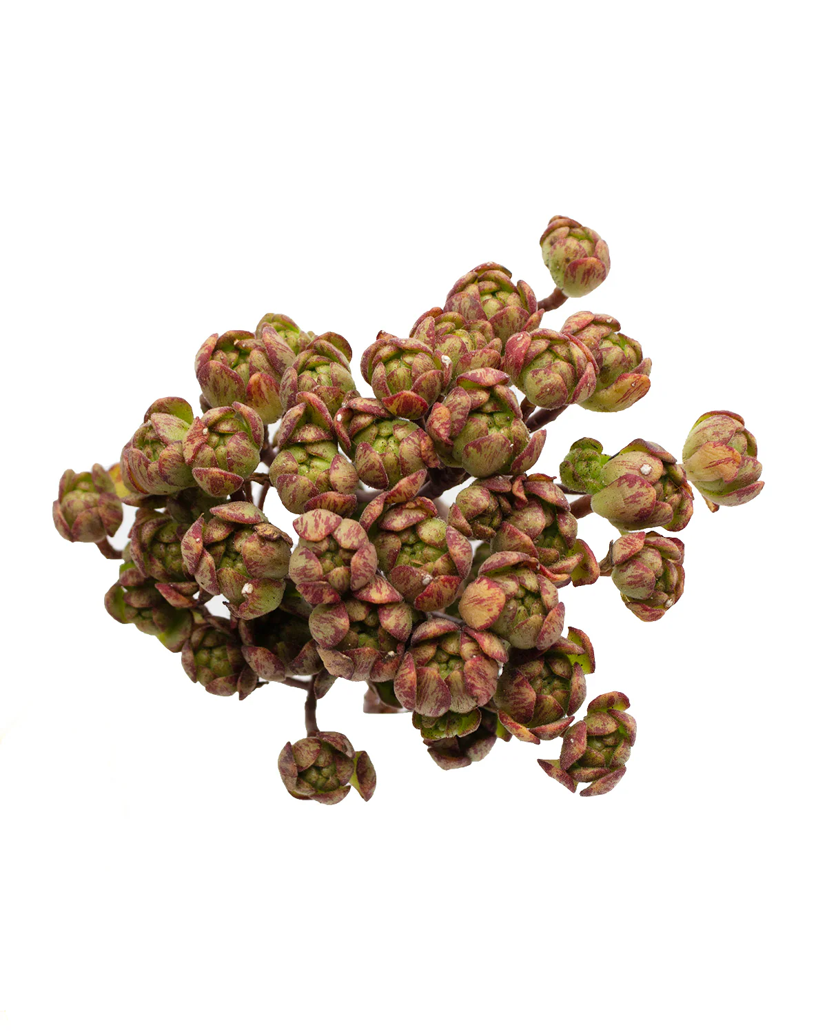 Aeonium Little Fox - Image 3