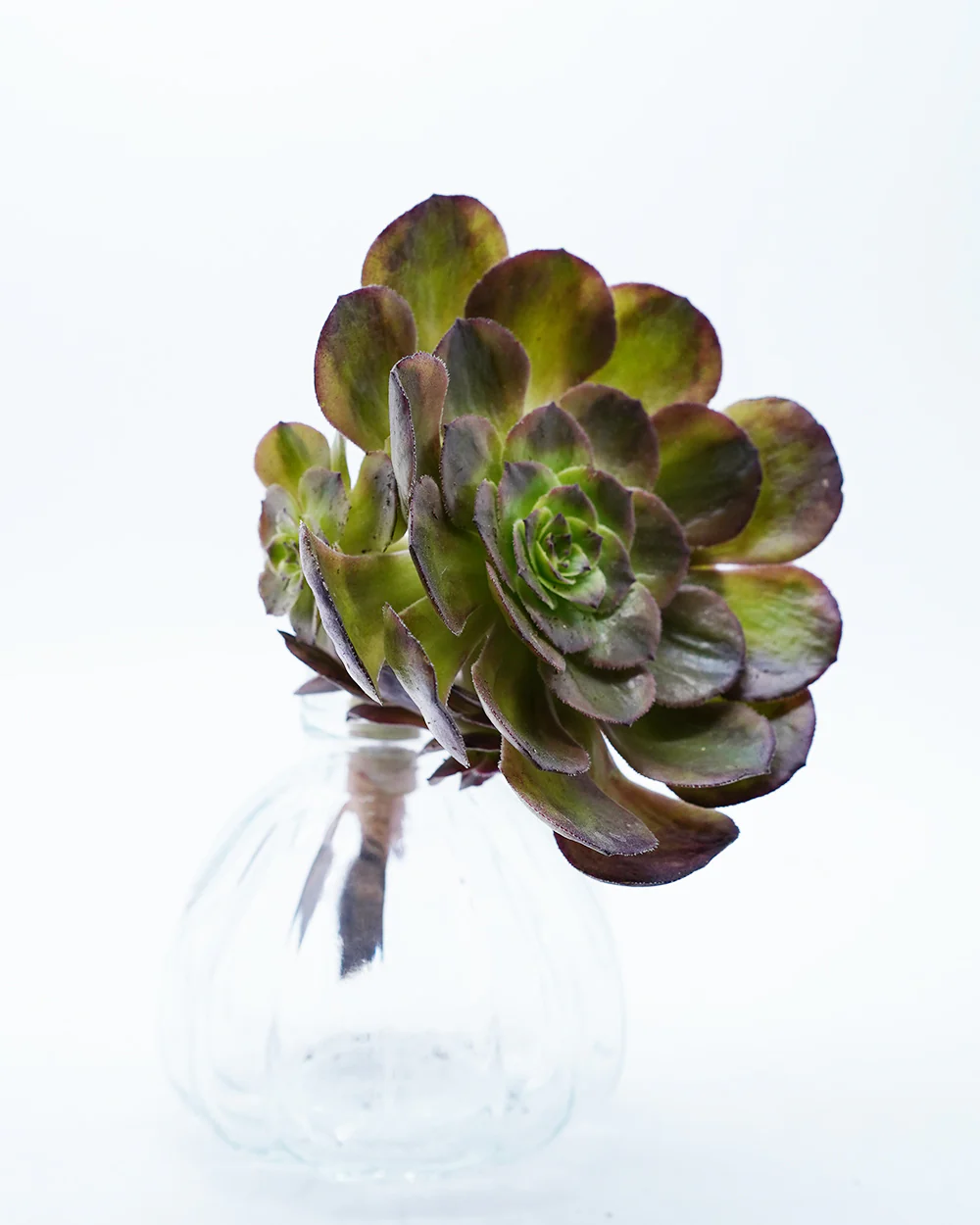 Aeonium Red Fox - Image 2