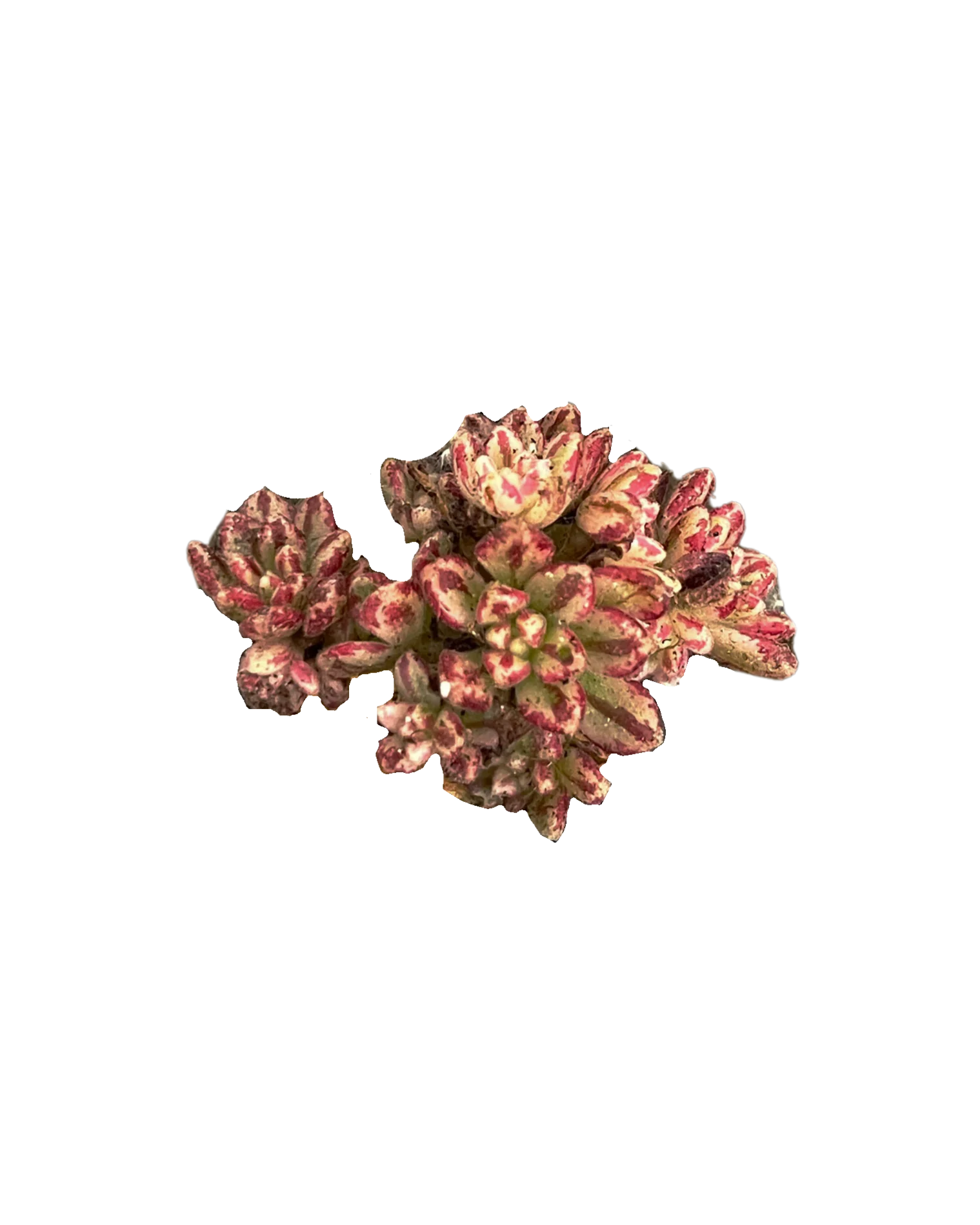 Aeonium Sedifolium var.