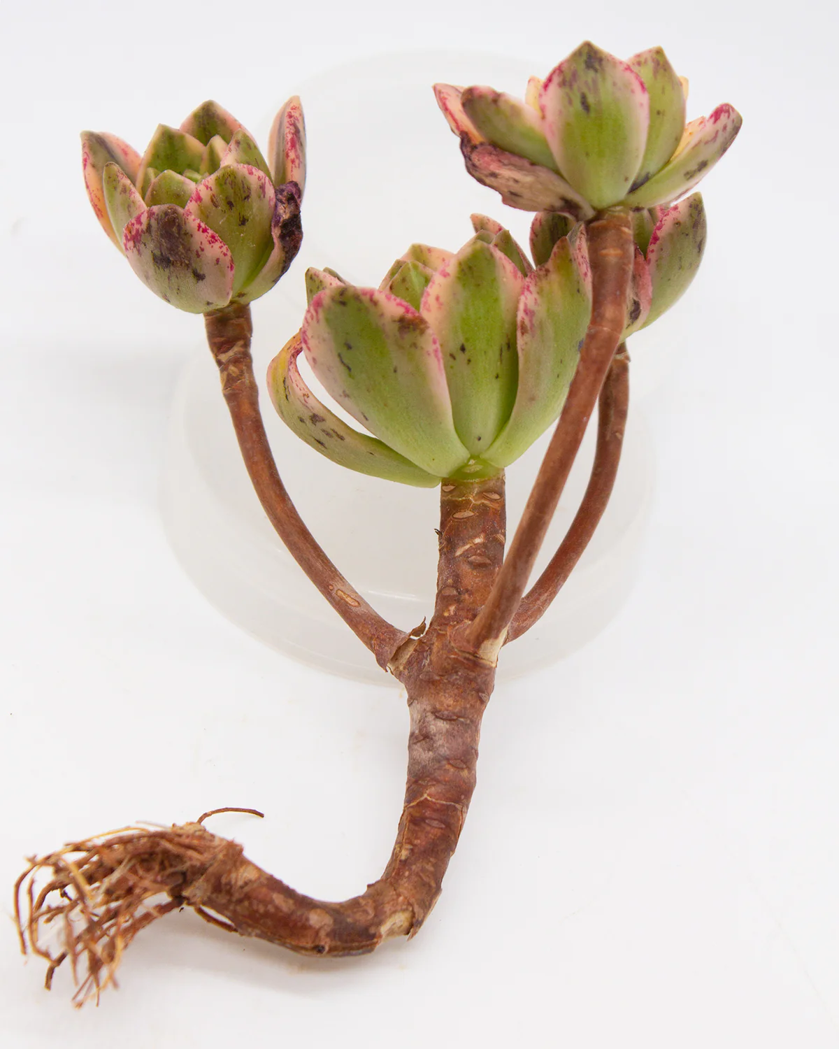 Aeonium Sweet Tea - Image 2