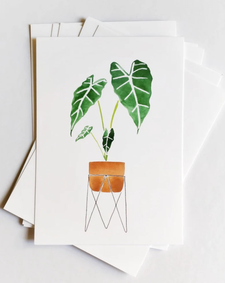 Alocasia
