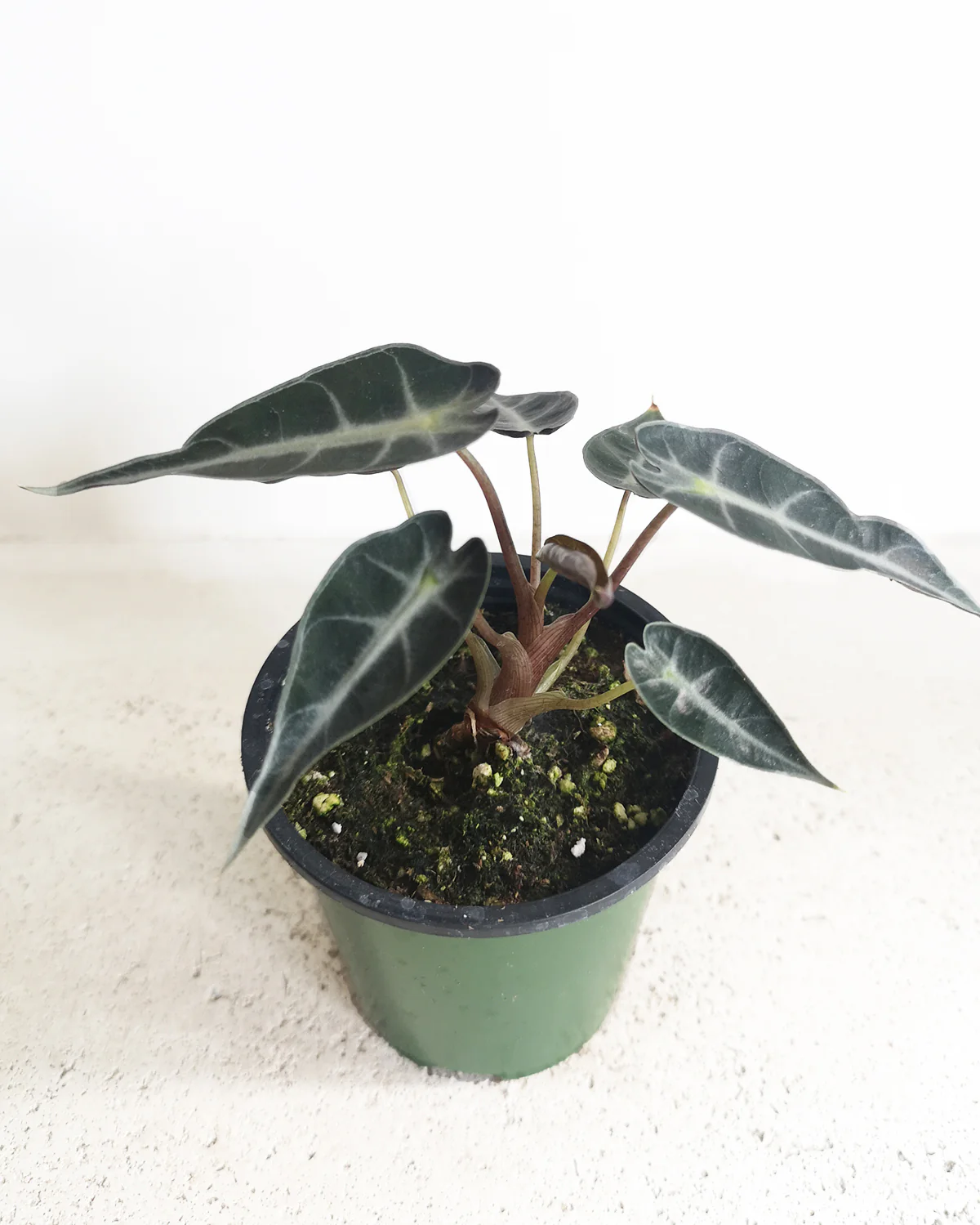 Alocasia Bambino