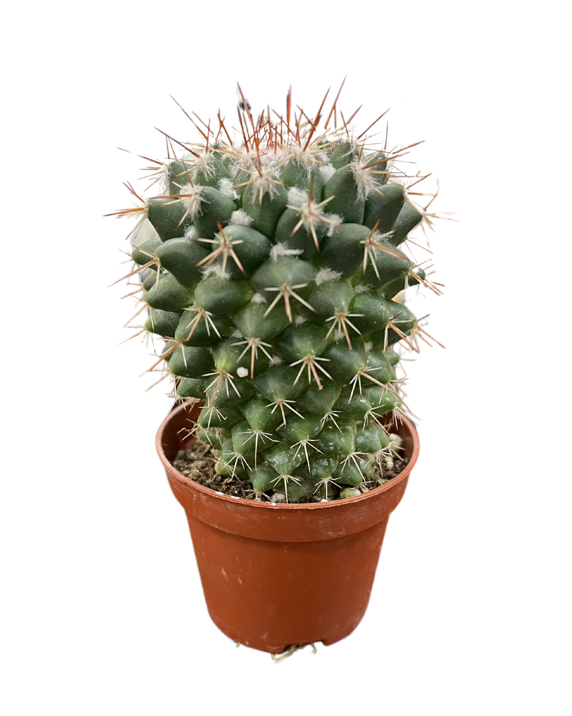 Assorted Cactus