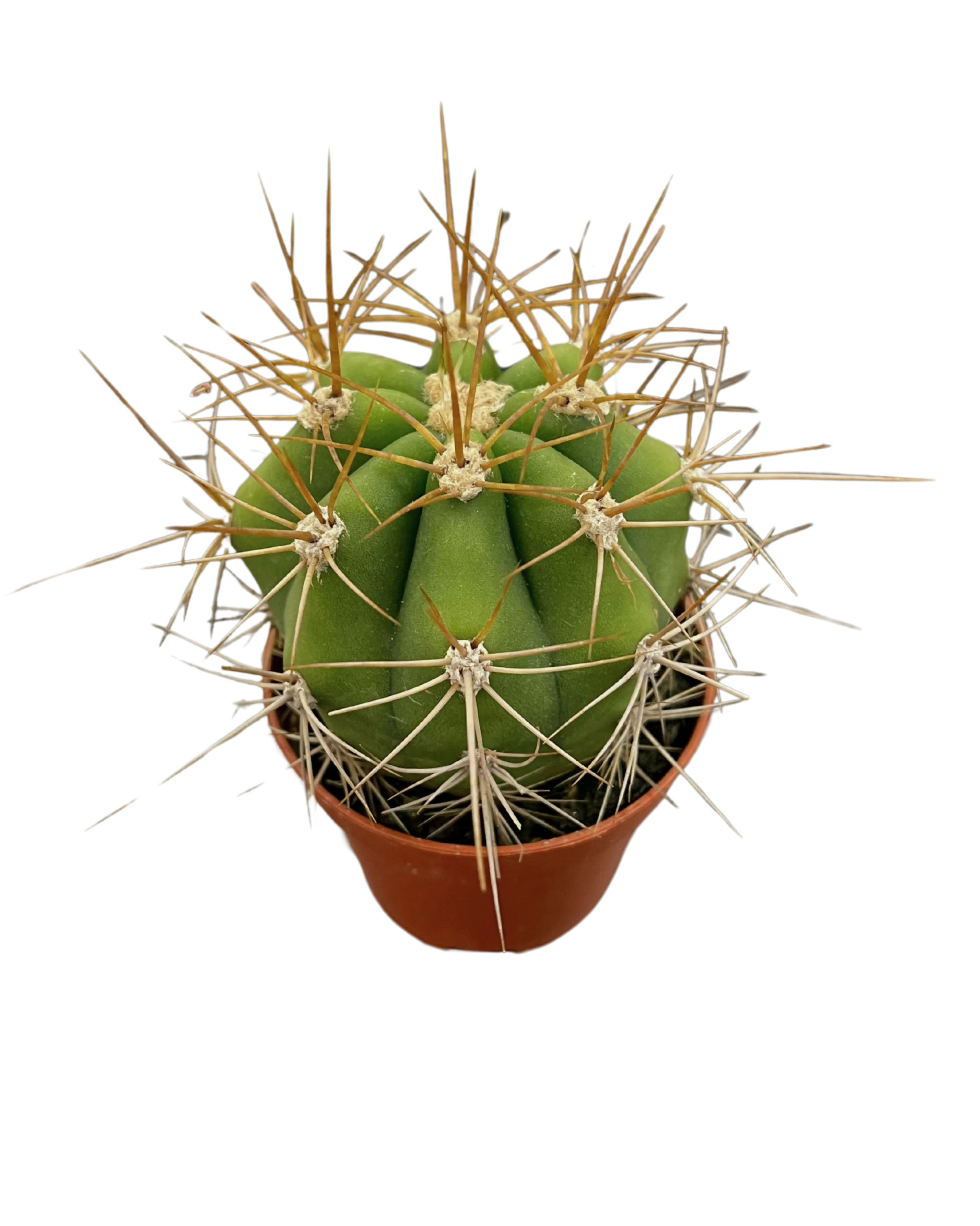 Assorted Cactus - Image 2