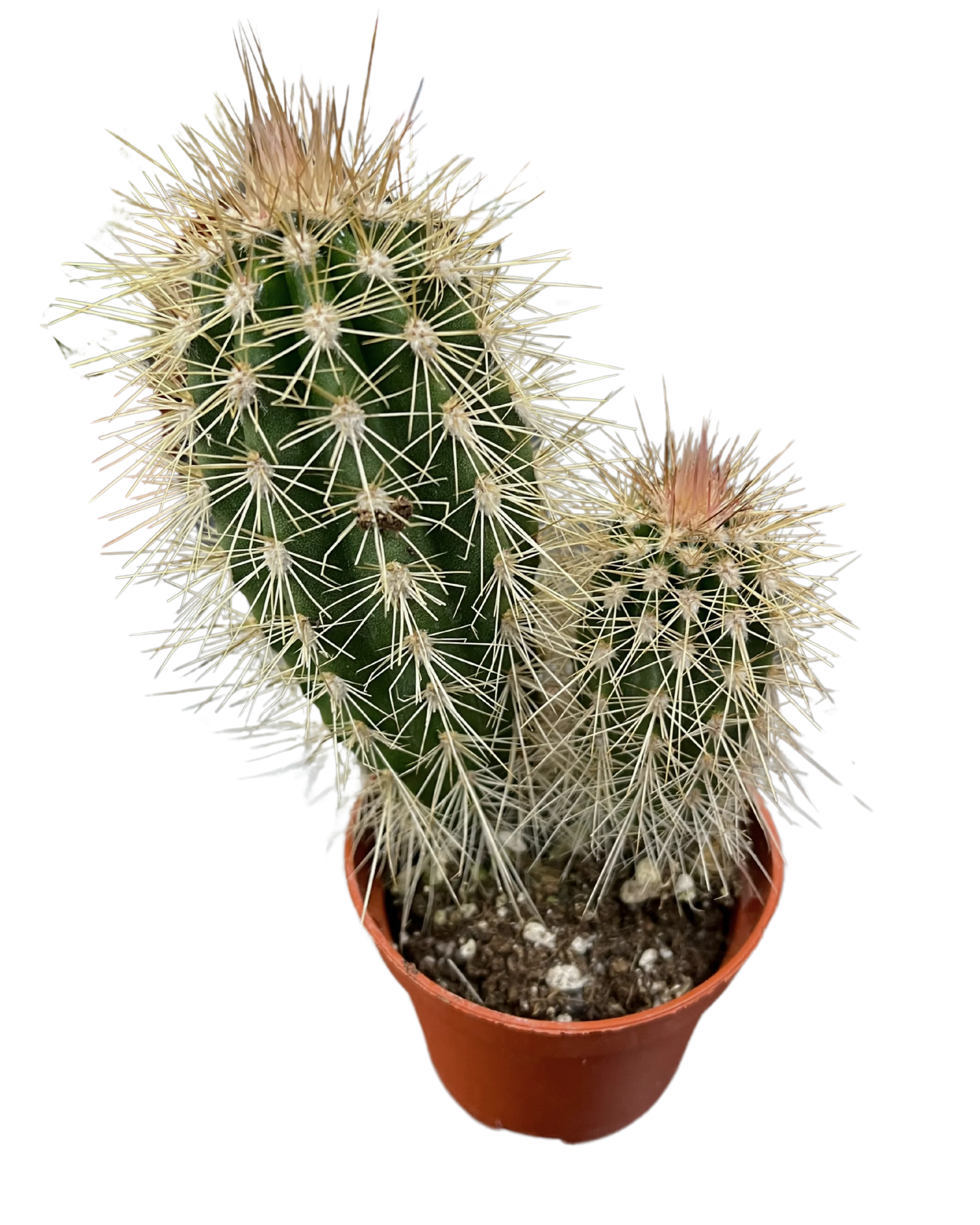 Assorted Cactus - Image 3
