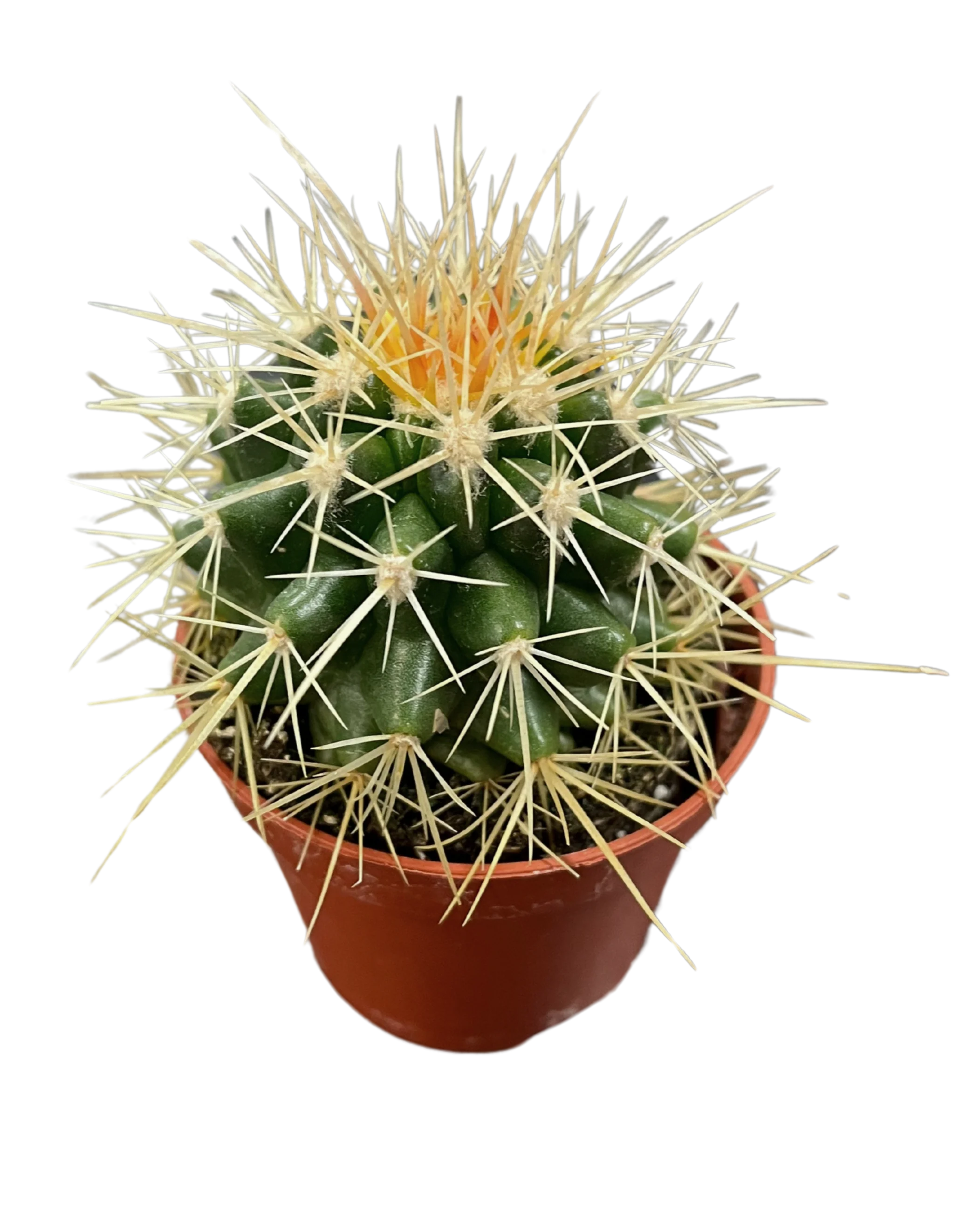 Assorted Cactus - Image 4