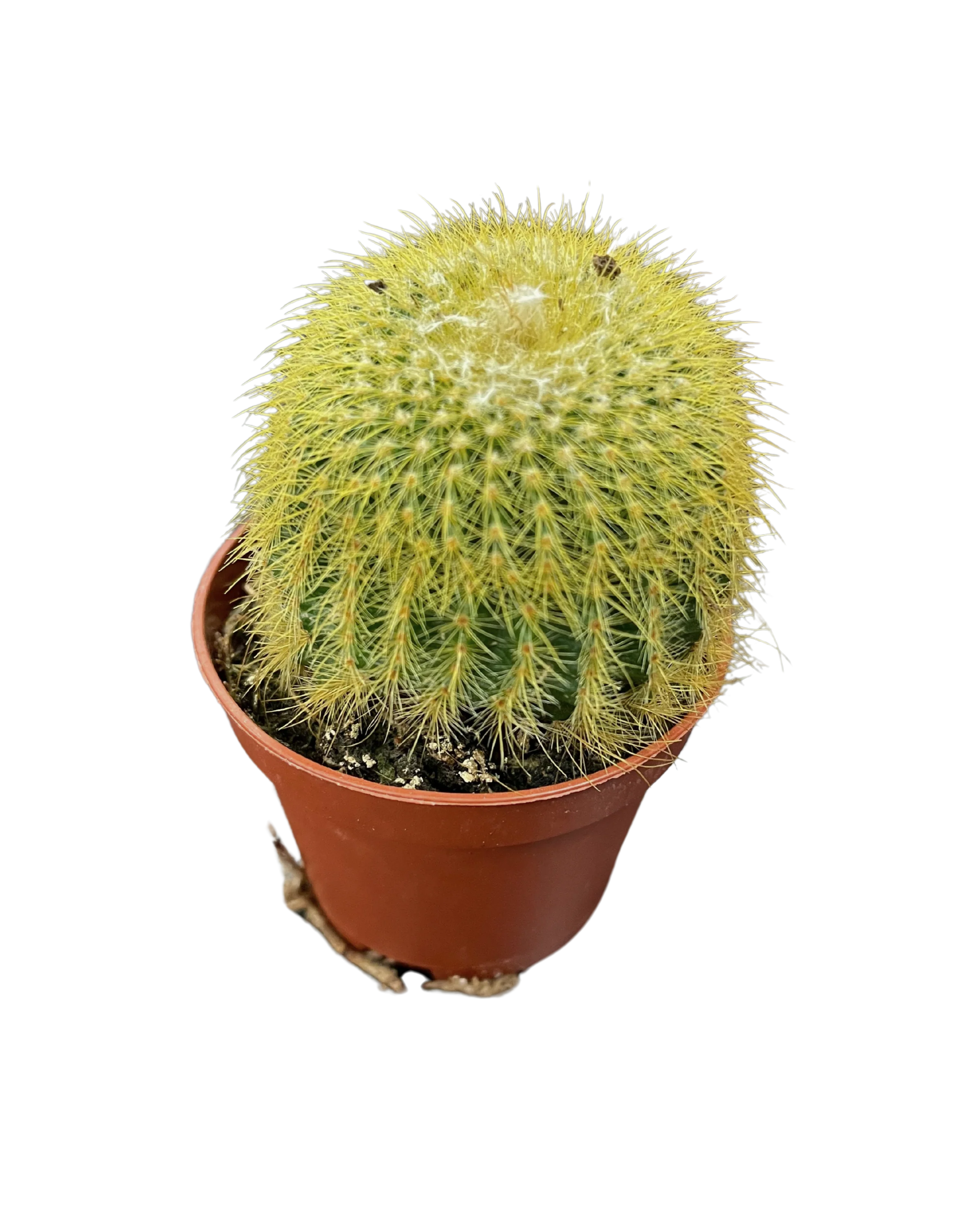 Assorted Cactus - Image 5