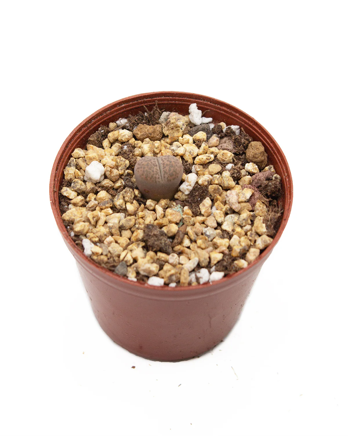 Assorted Lithops - Image 2