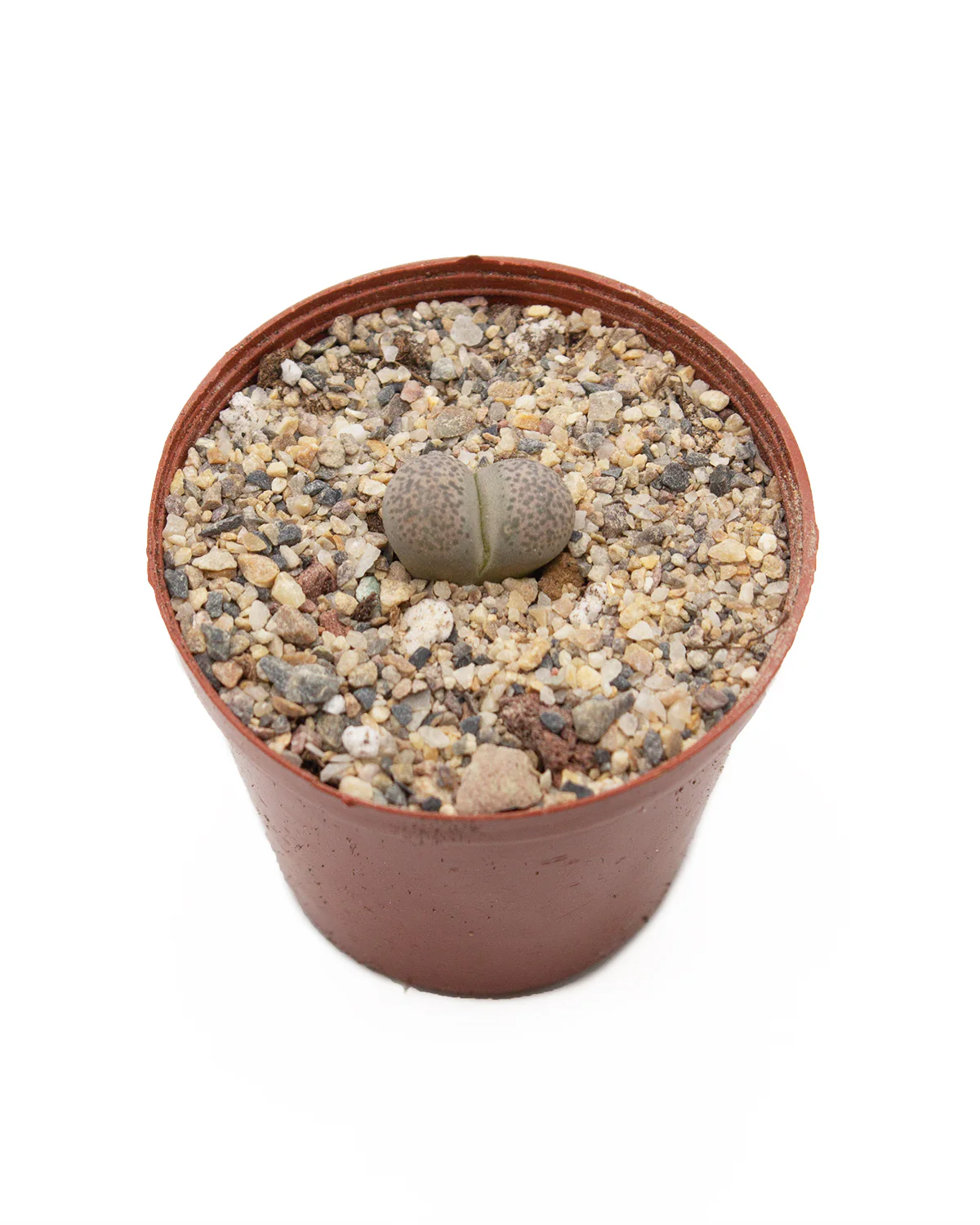 Assorted Lithops - Image 3