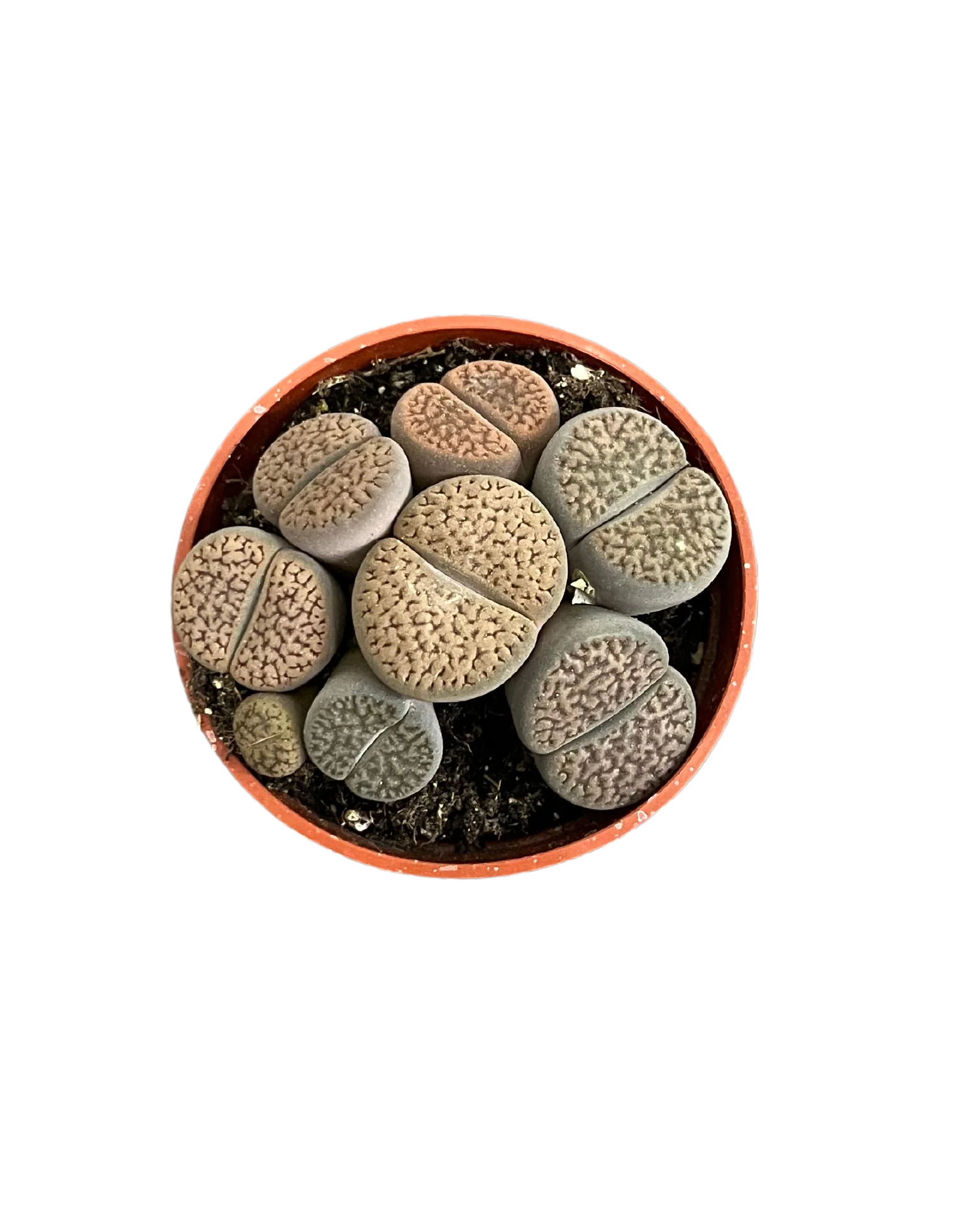 Assorted Lithops
