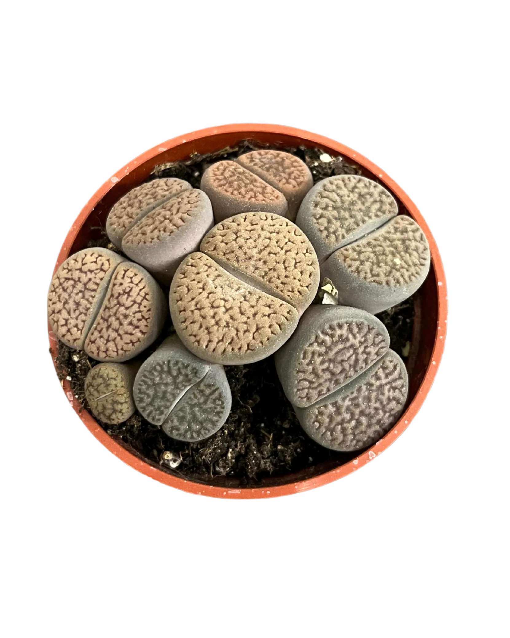 Assorted Lithops - Image 2