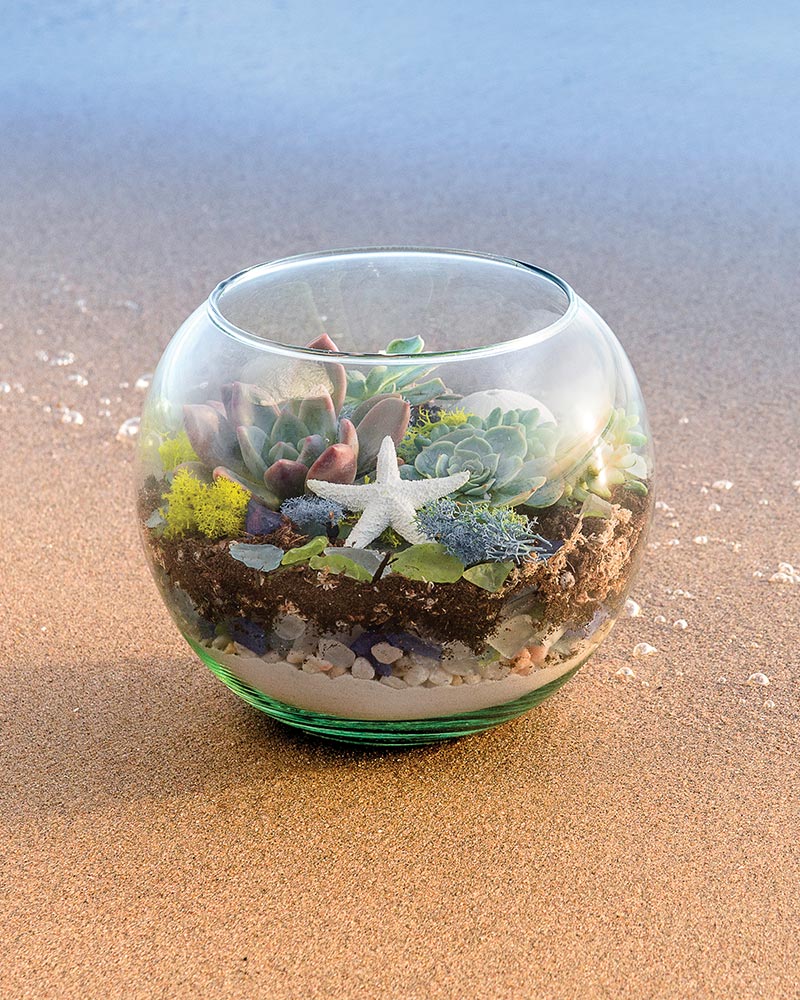 Beach Terrarium Kit 4oz. - Image 3