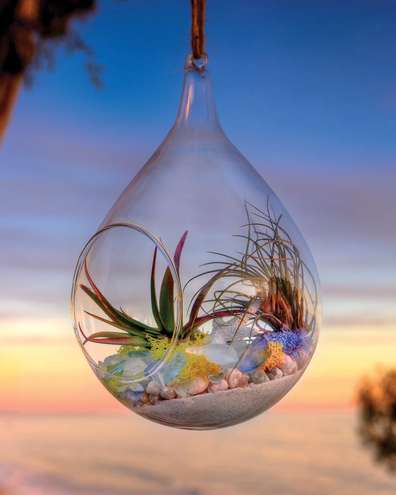 Beach Terrarium Kit 8oz. - Image 2