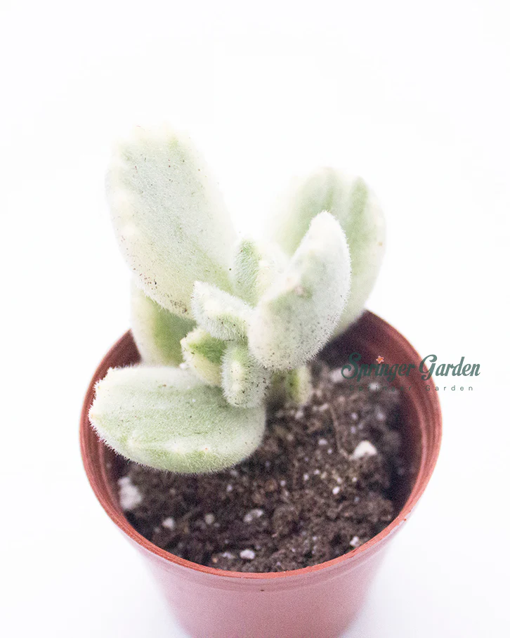 Bear Paw - Image 2