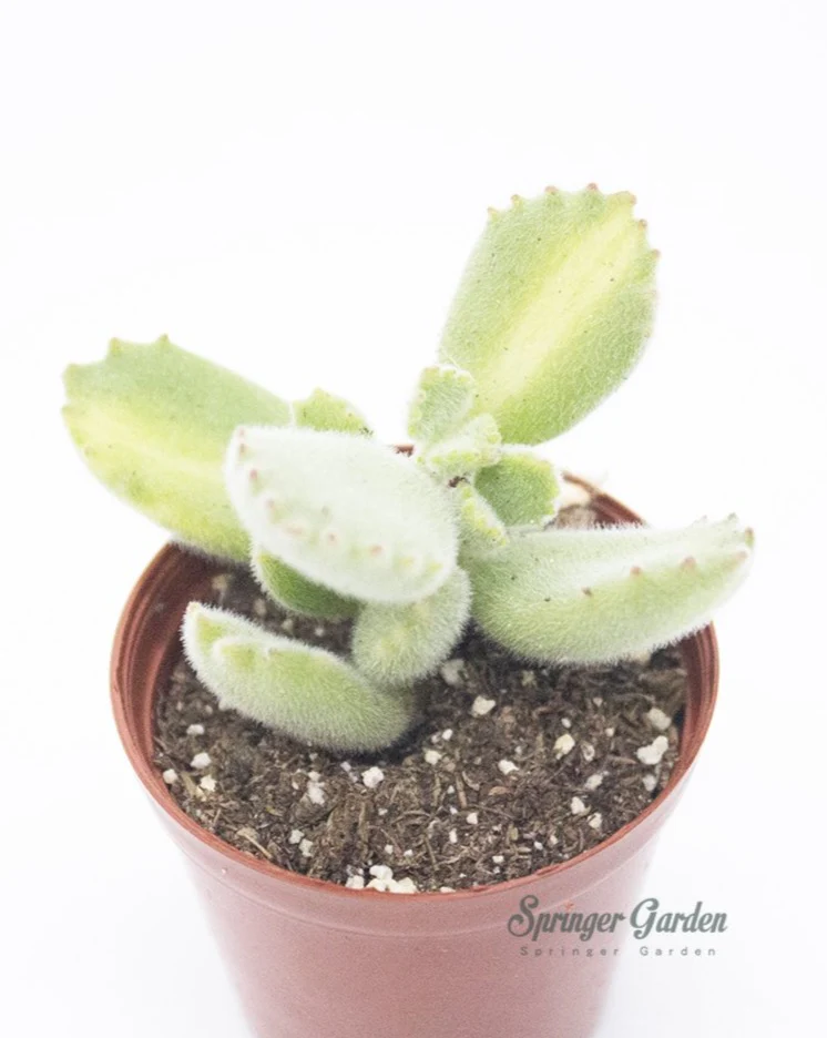 Bear Paw - Image 3
