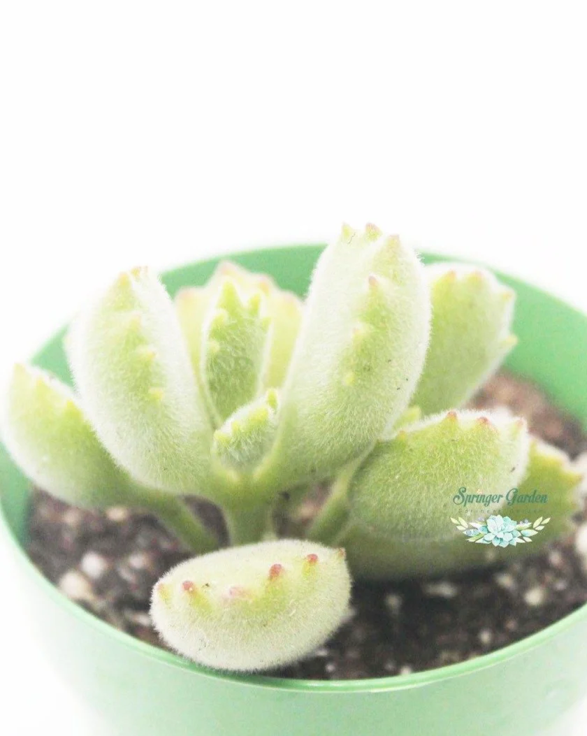 Bear Paw - Image 4