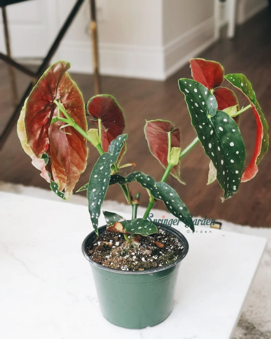 Begonia Maculata - Image 2