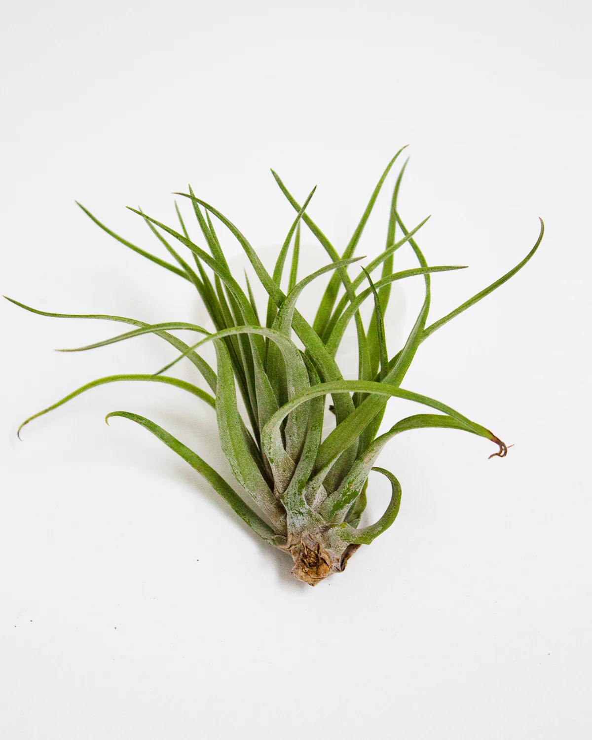 Brachycaulus var. Abdita Air Plant