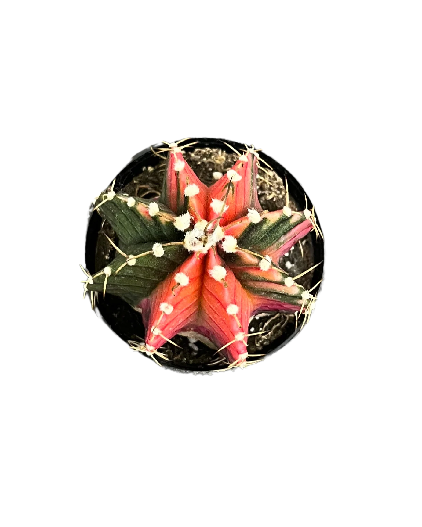 Gymnocalycium Mihanovichii Var - Cactus - Image 2