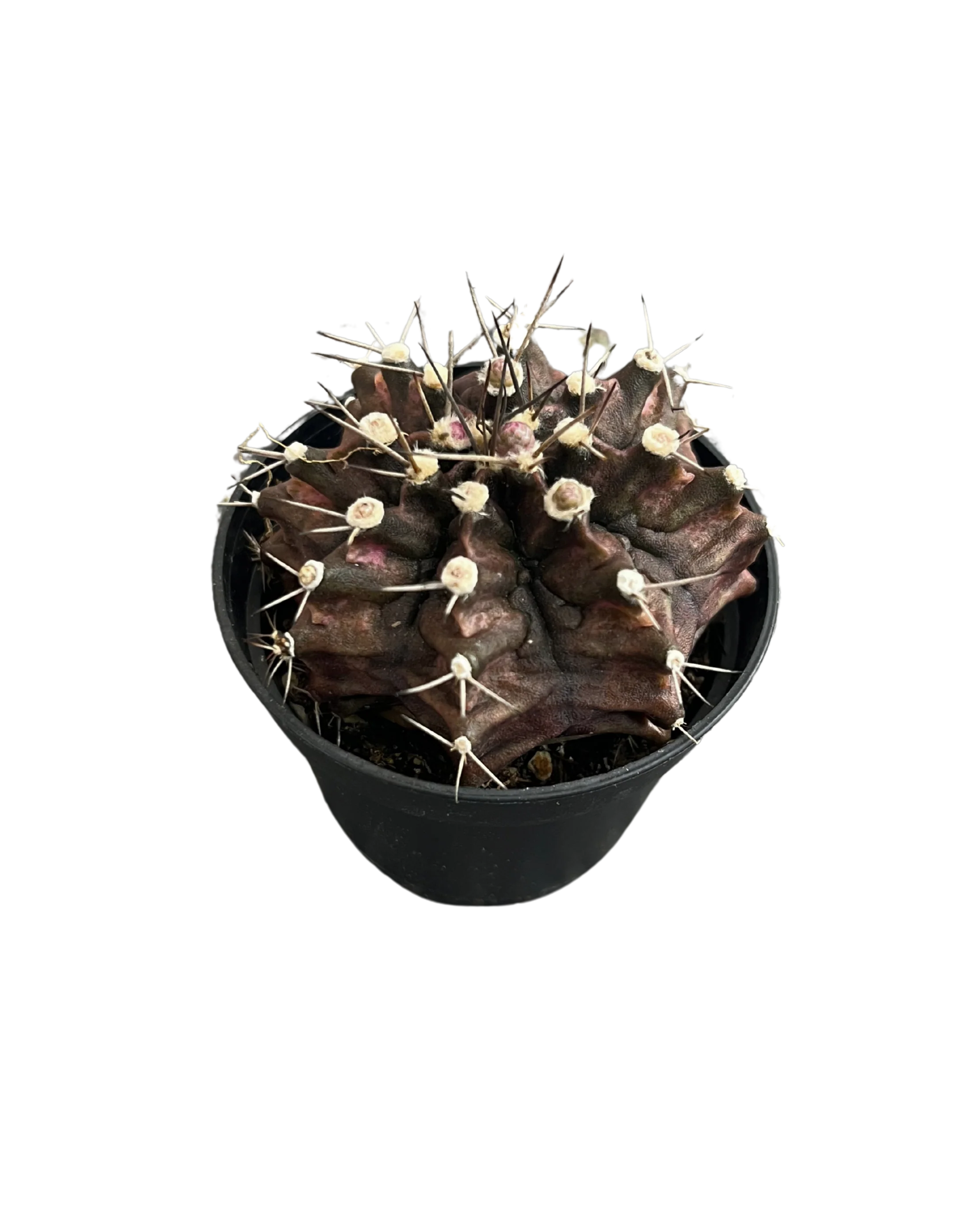 Gymnocalycium Mihanovichii Var - Cactus - Image 6