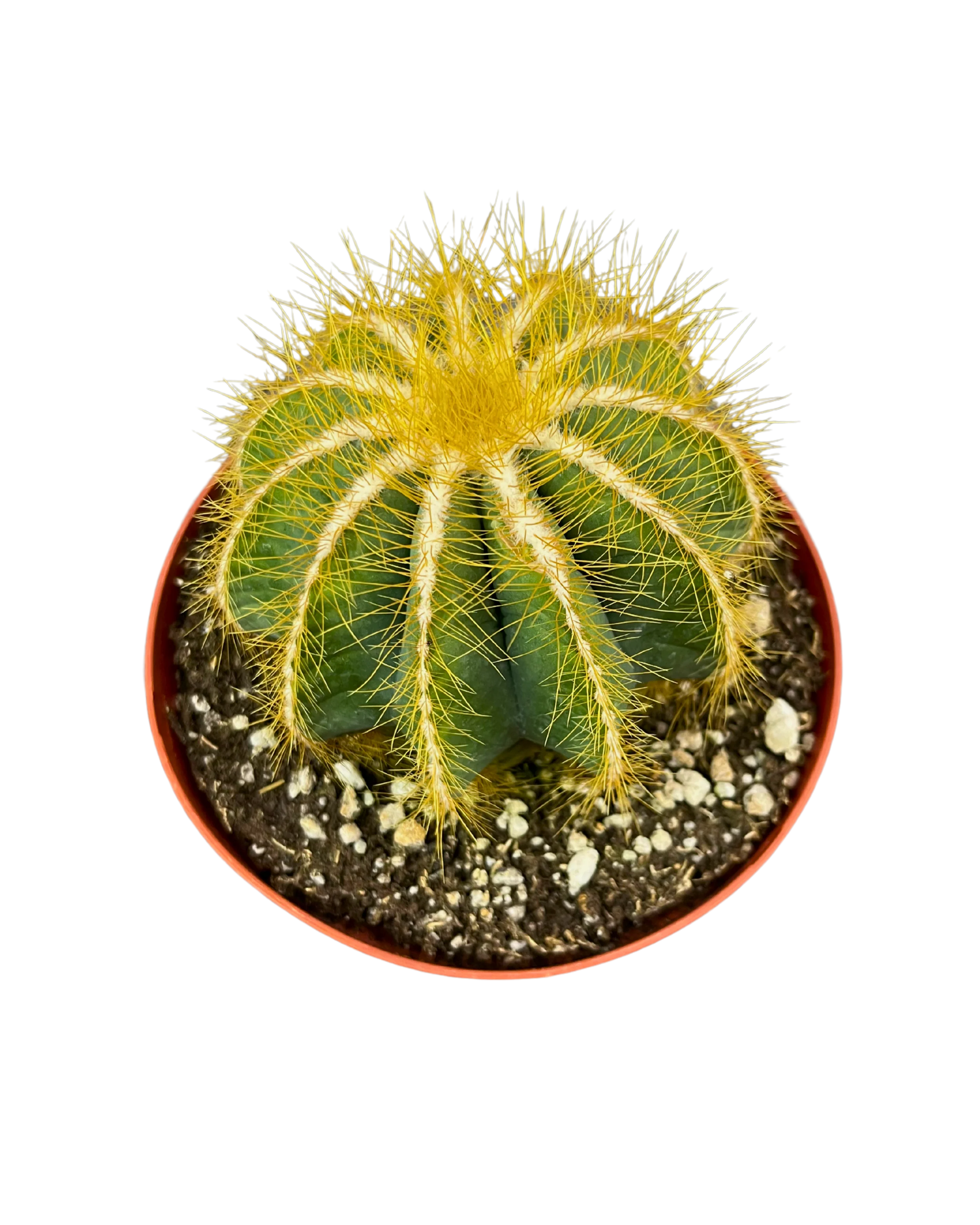Parodia Cactus