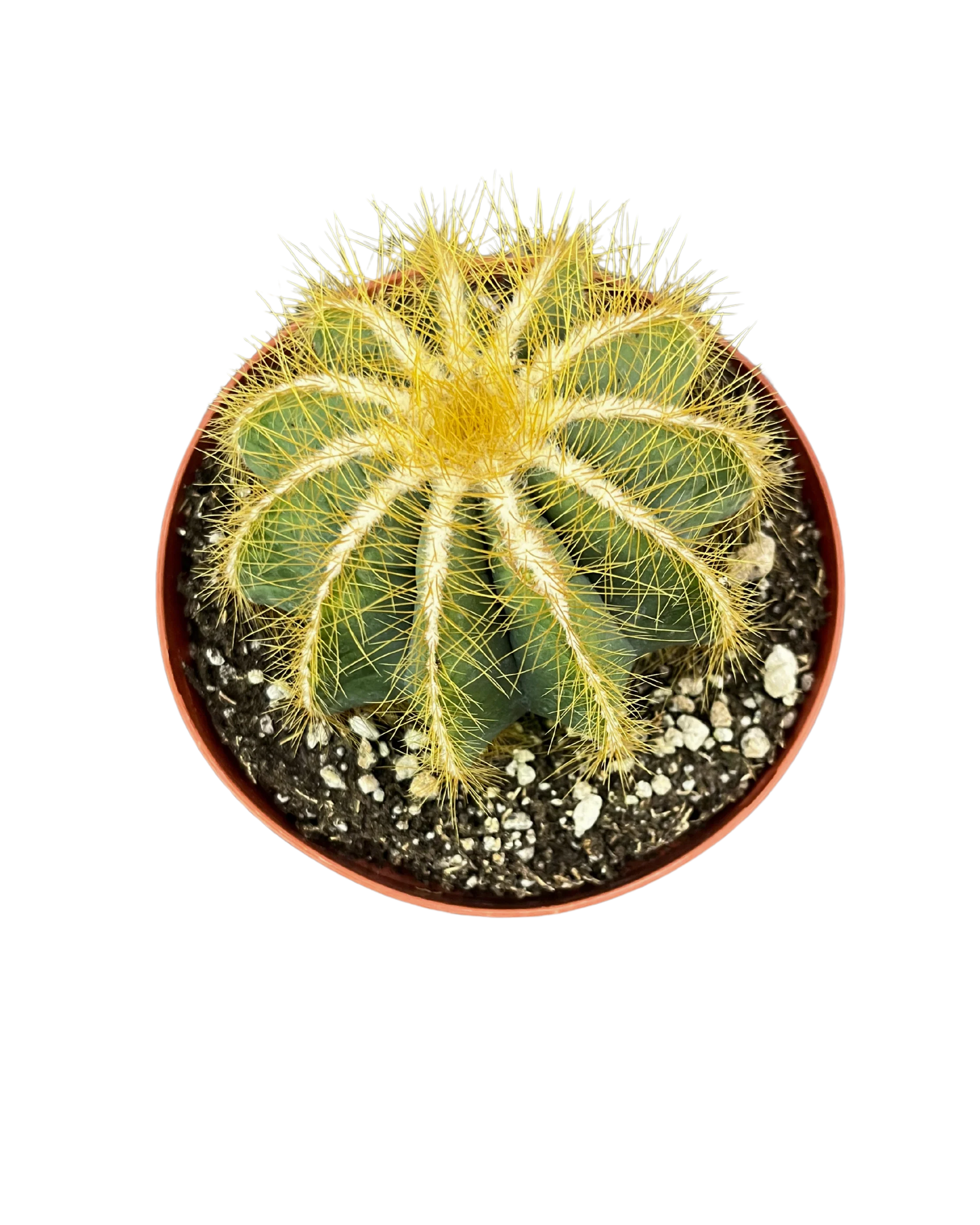 Parodia Cactus - Image 2