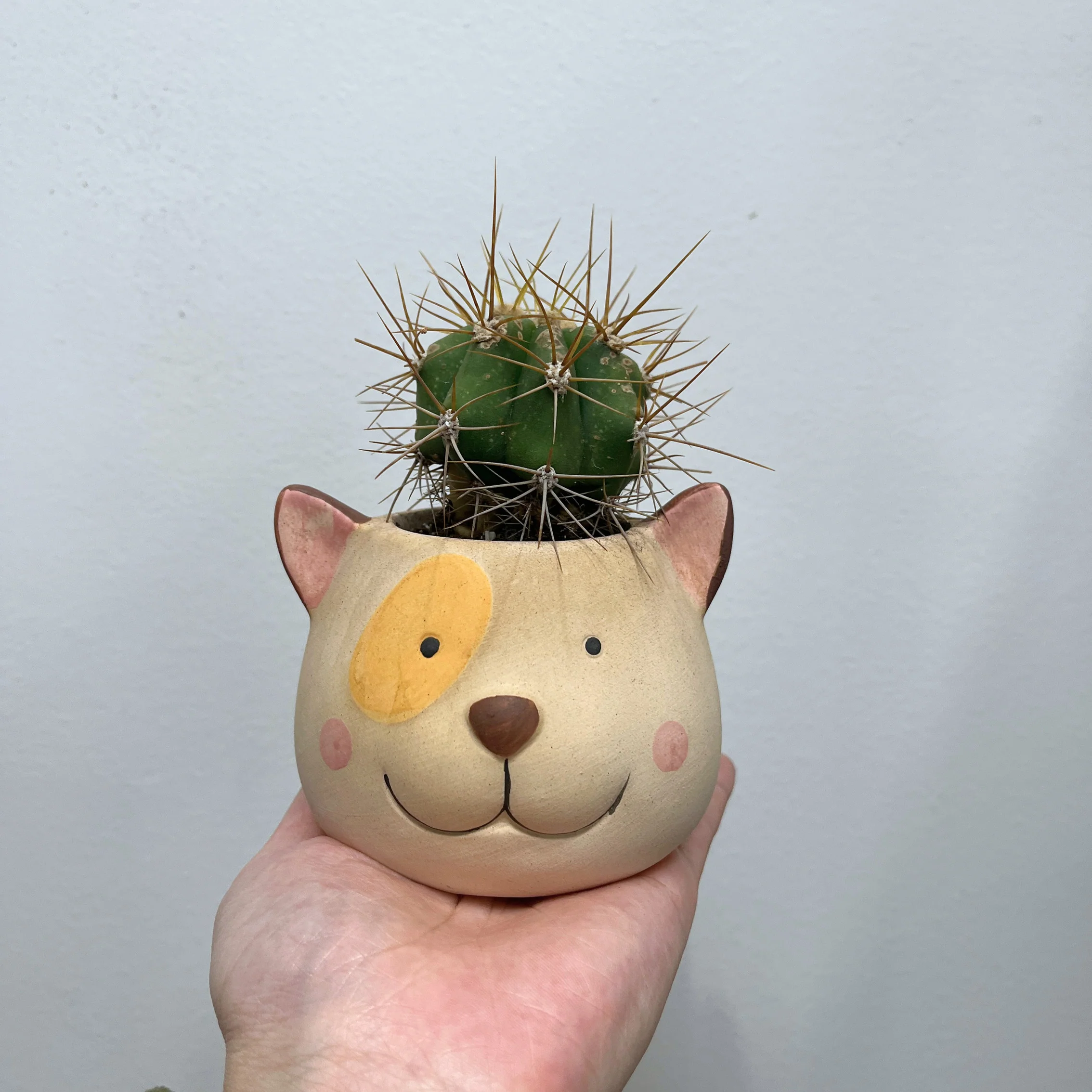 Cactus & Planter Bundle - Image 2