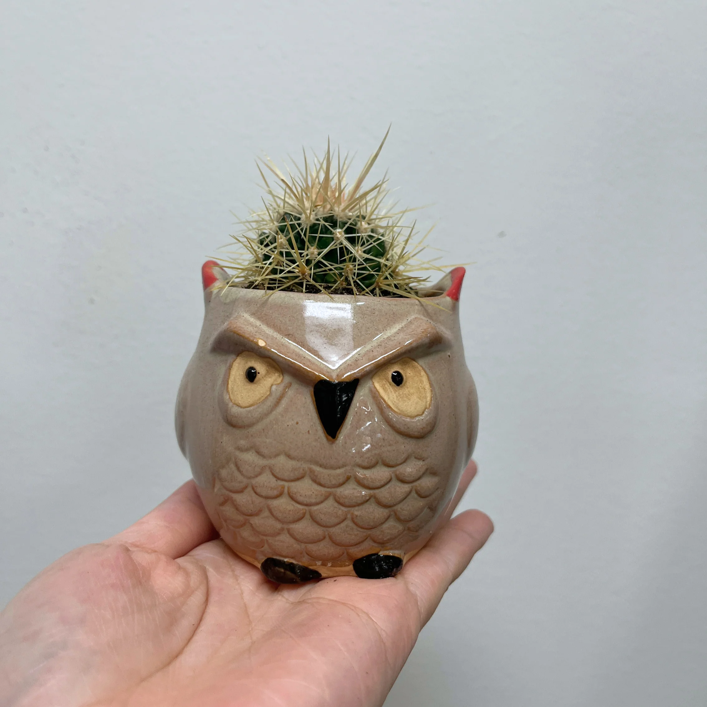 Cactus & Planter Bundle - Image 3