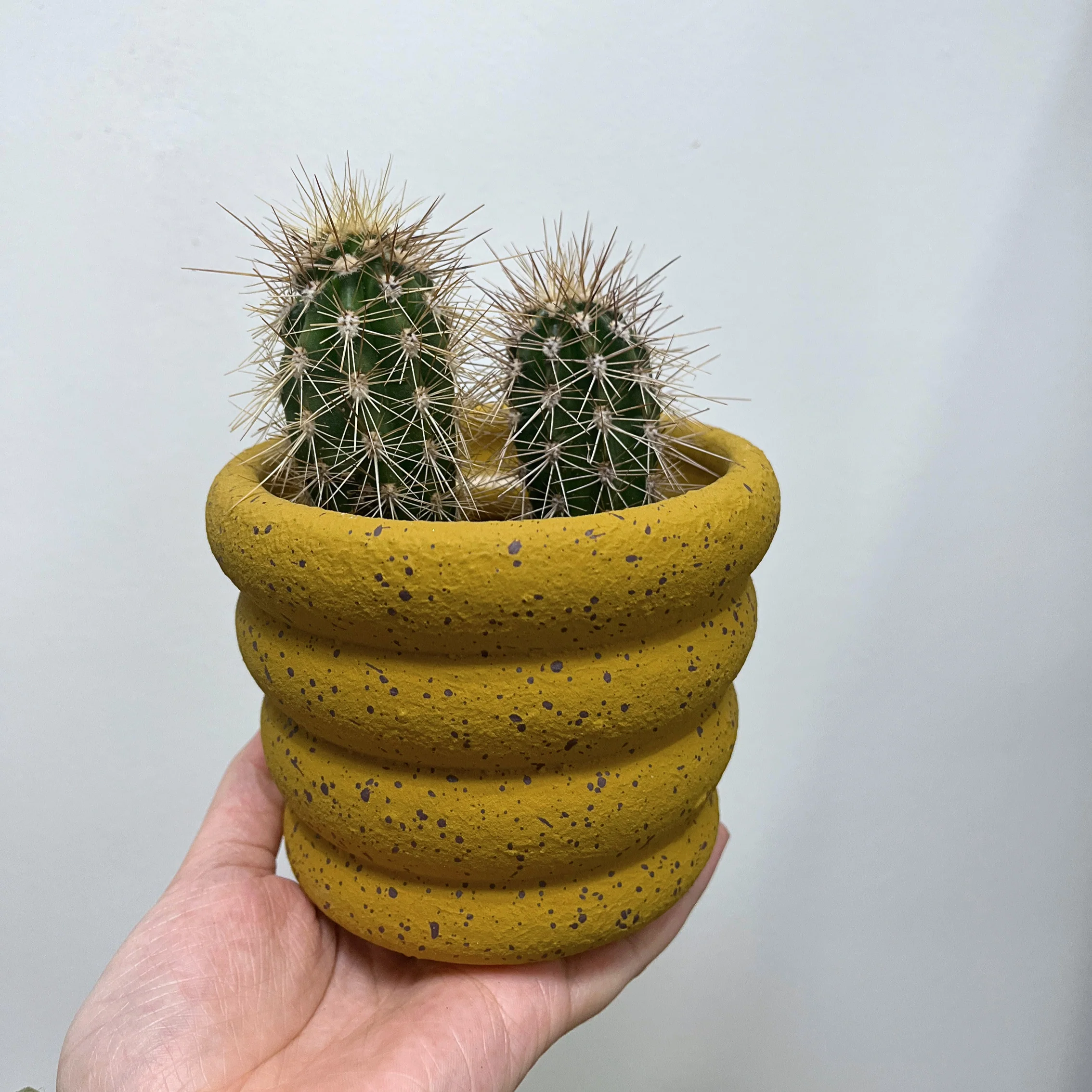 Cactus & Planter Bundle - Image 5