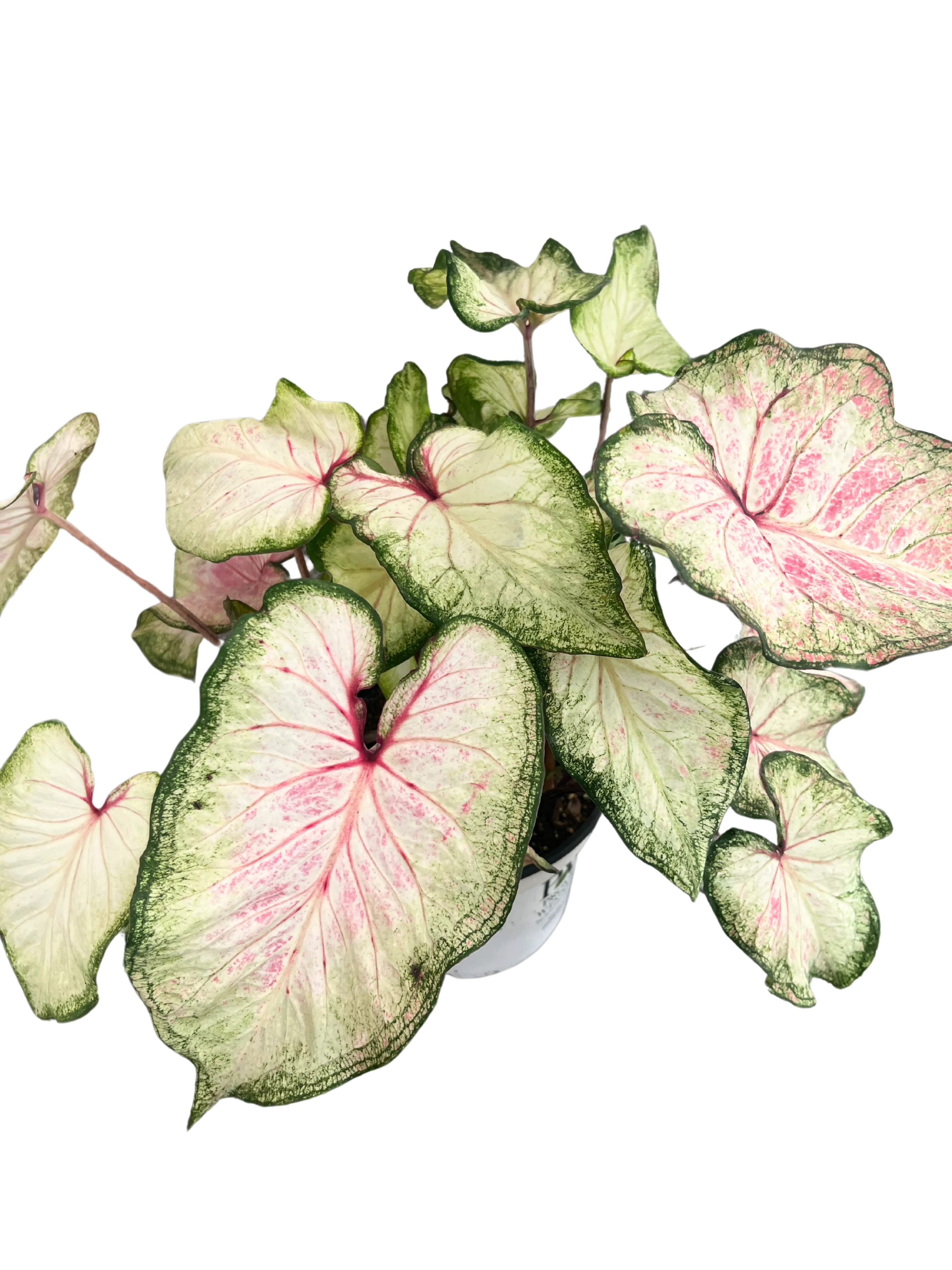 Caladium Hortulanum - Image 2
