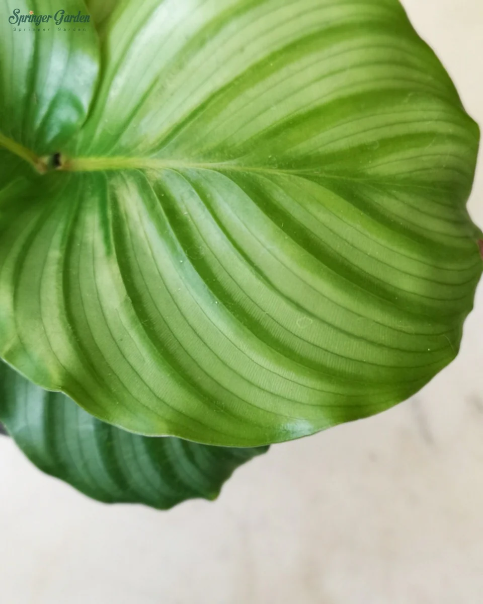 Calathea Orbifolia - Image 2