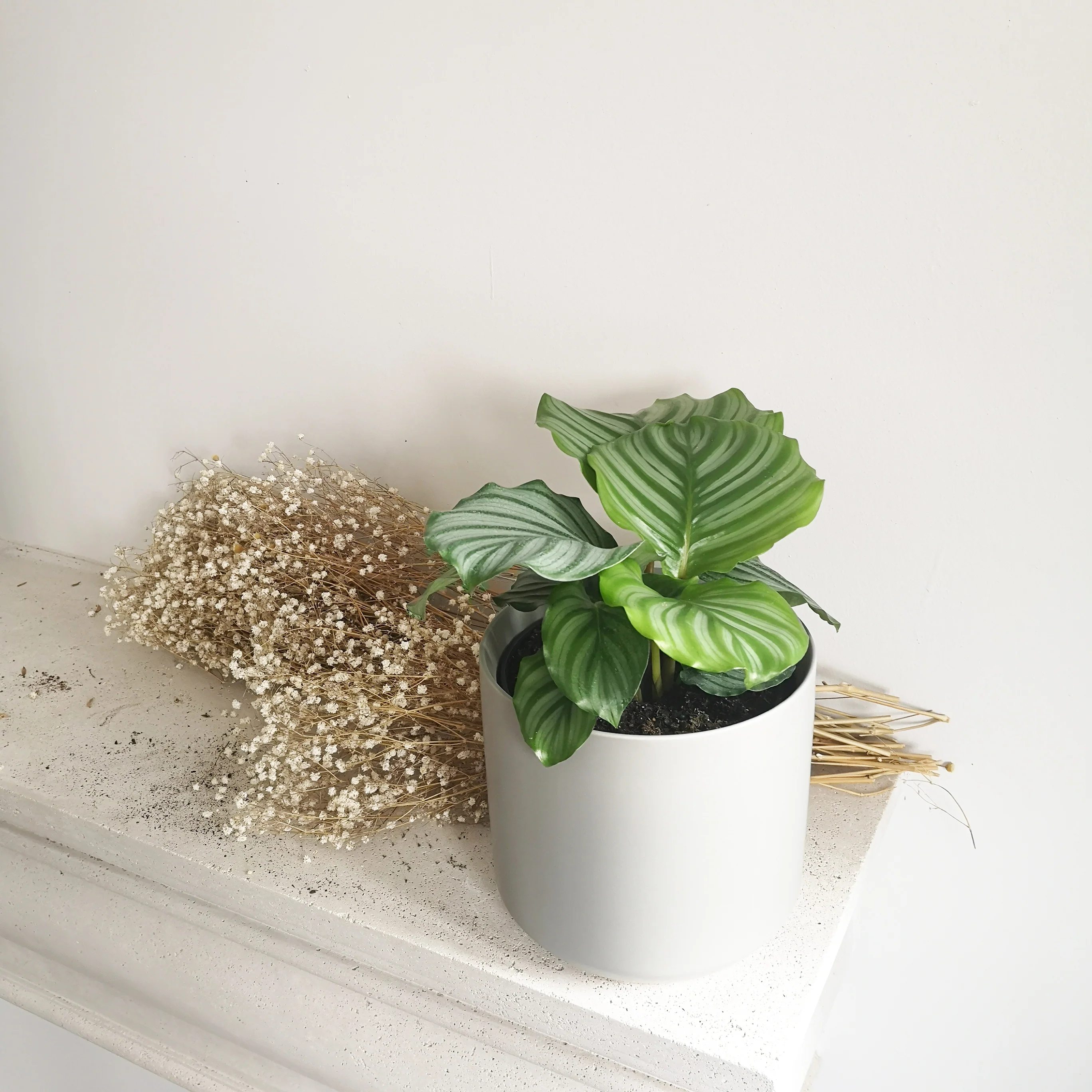 Calathea Orbifolia - Image 4