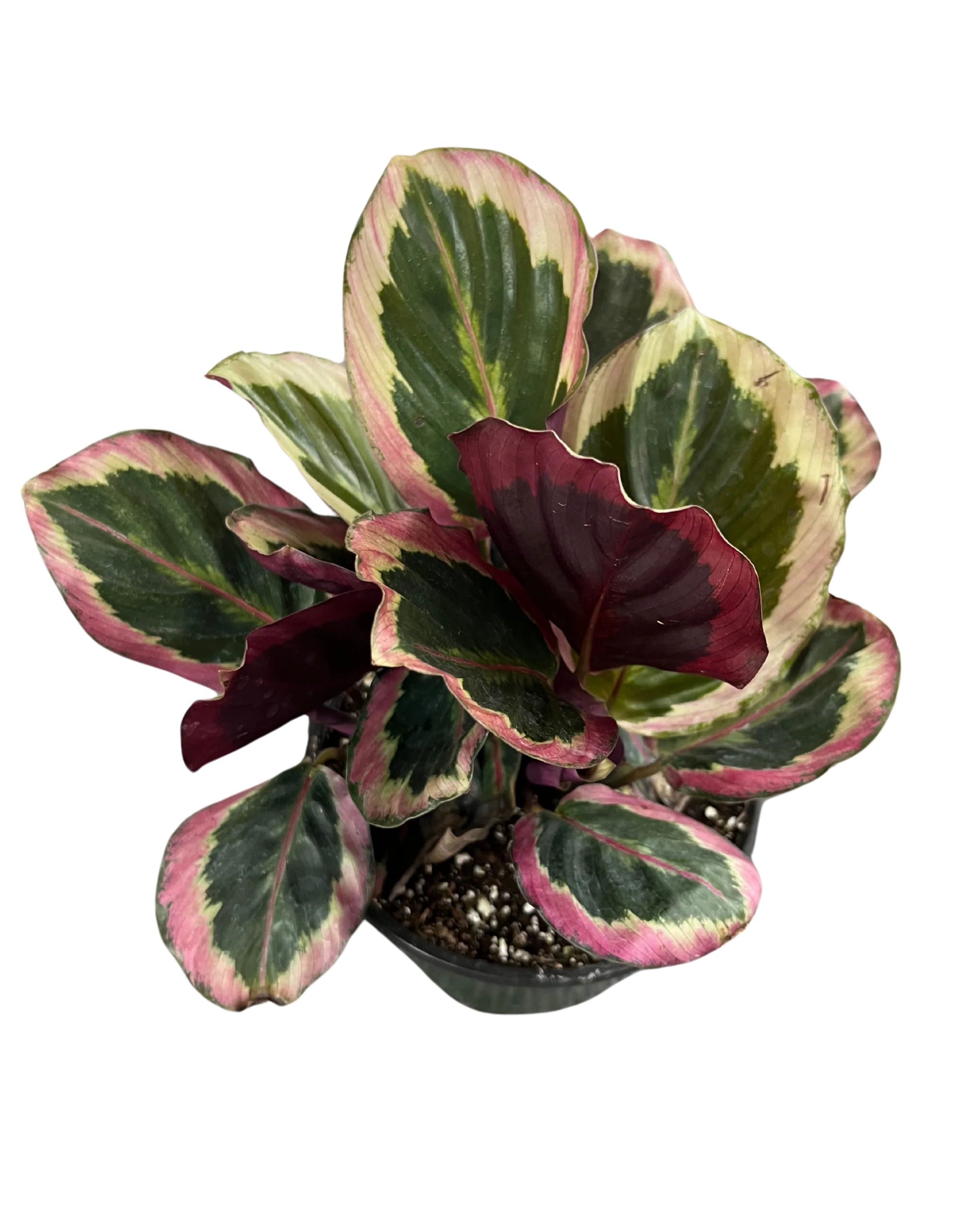 Calathea roseopicta ‘Rosy’ - Image 2