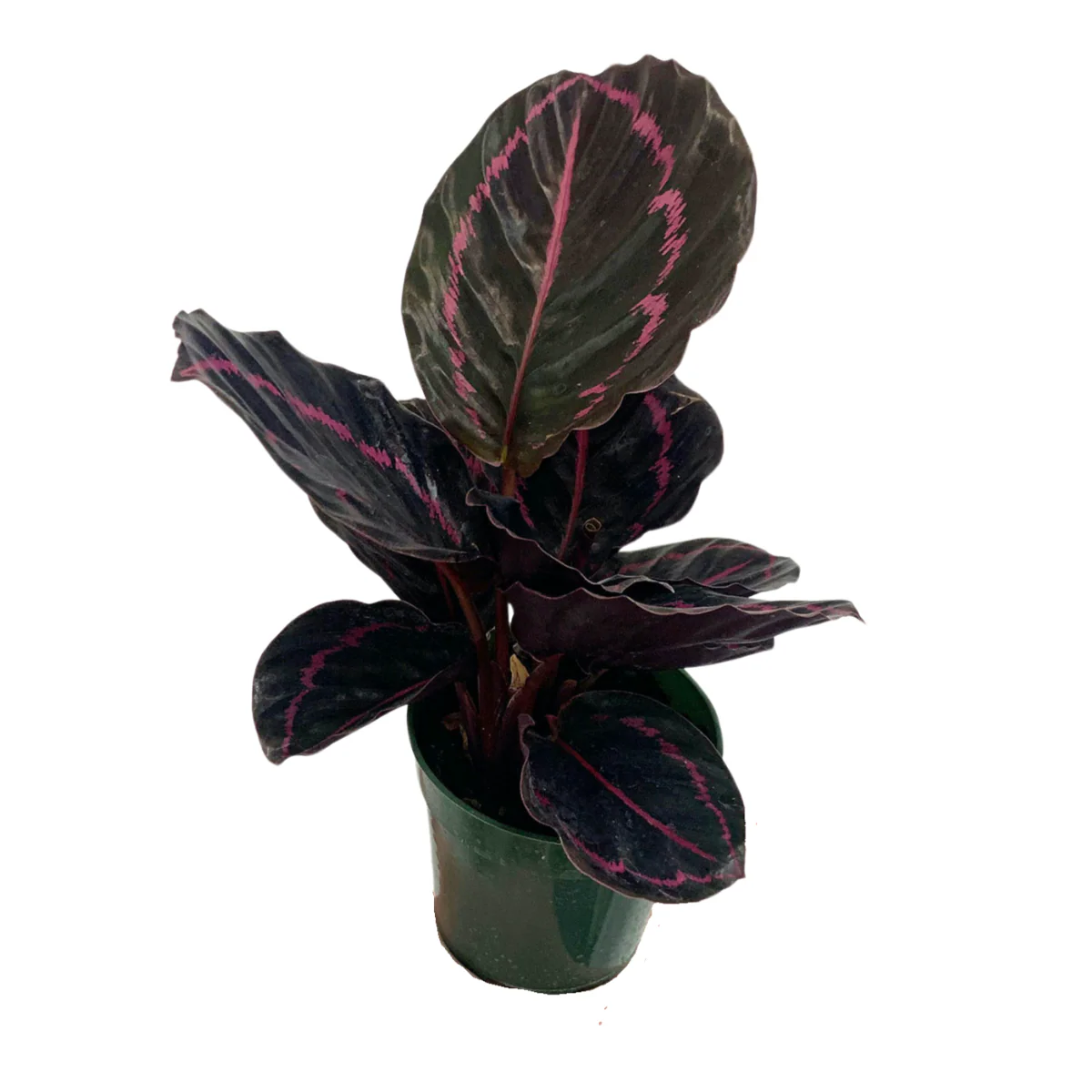 Calathea roseopicta ‘Rosy’ - Image 3