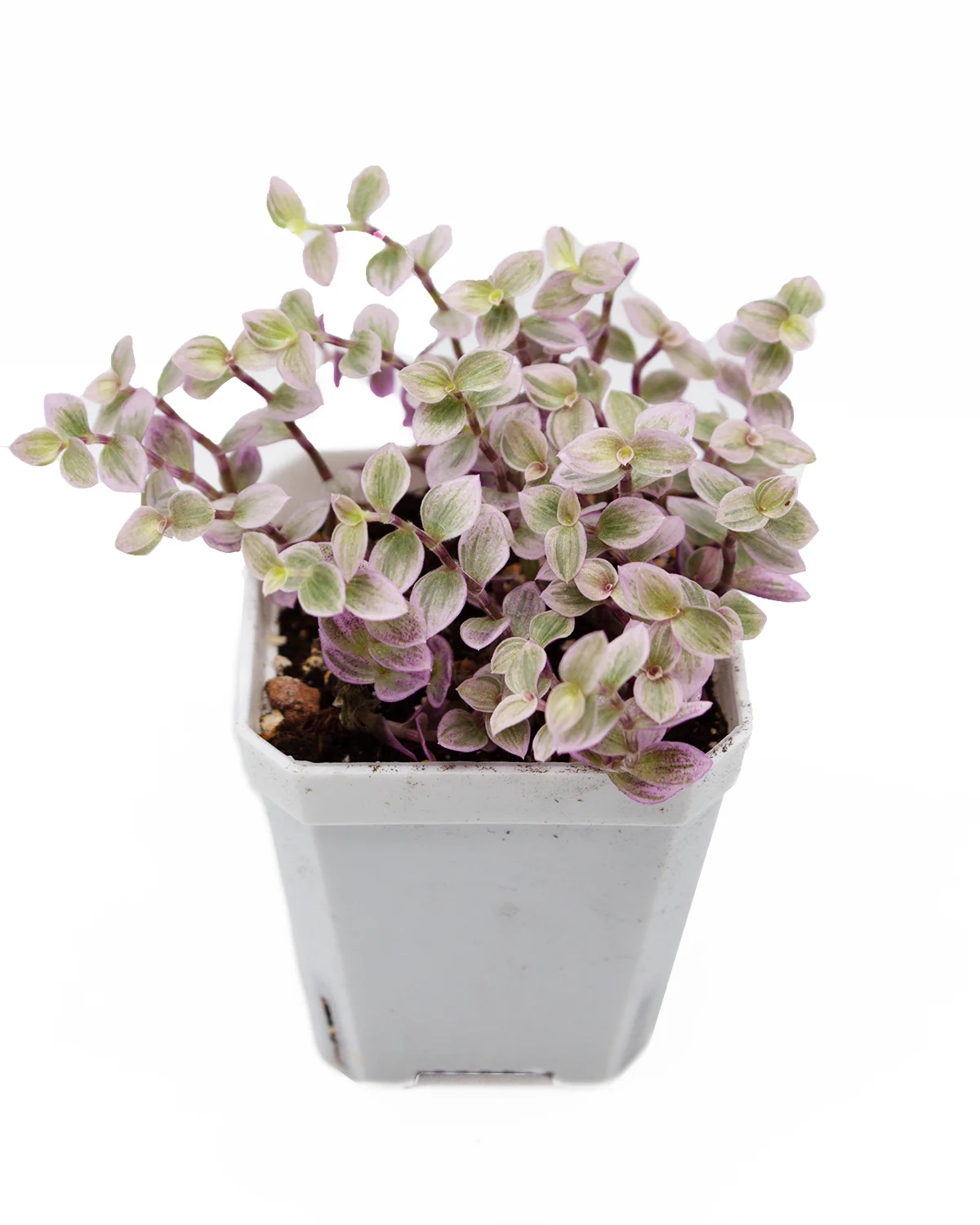 Callisia Repens 'Pink Lady' - Image 2
