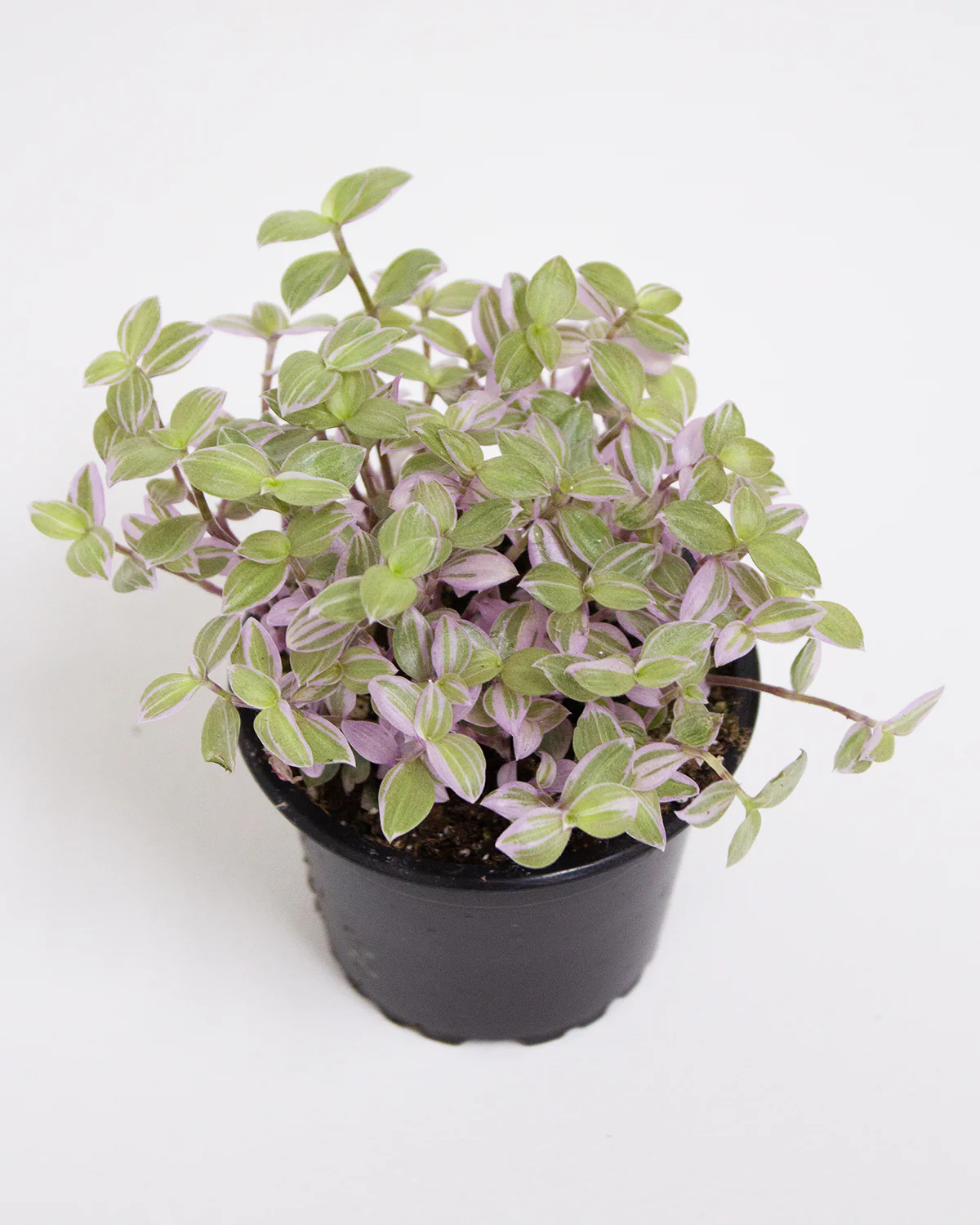 Callisia Repens 'Pink Lady' - Image 3