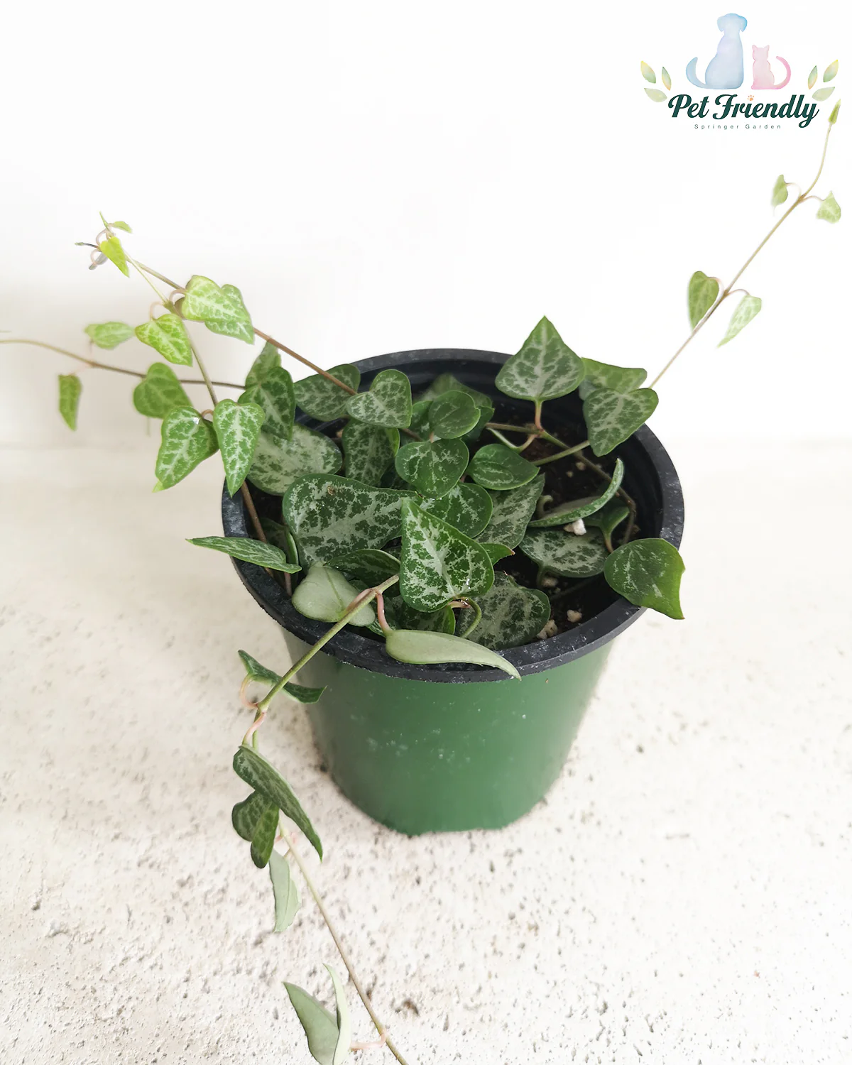 String of Arrow Variegated