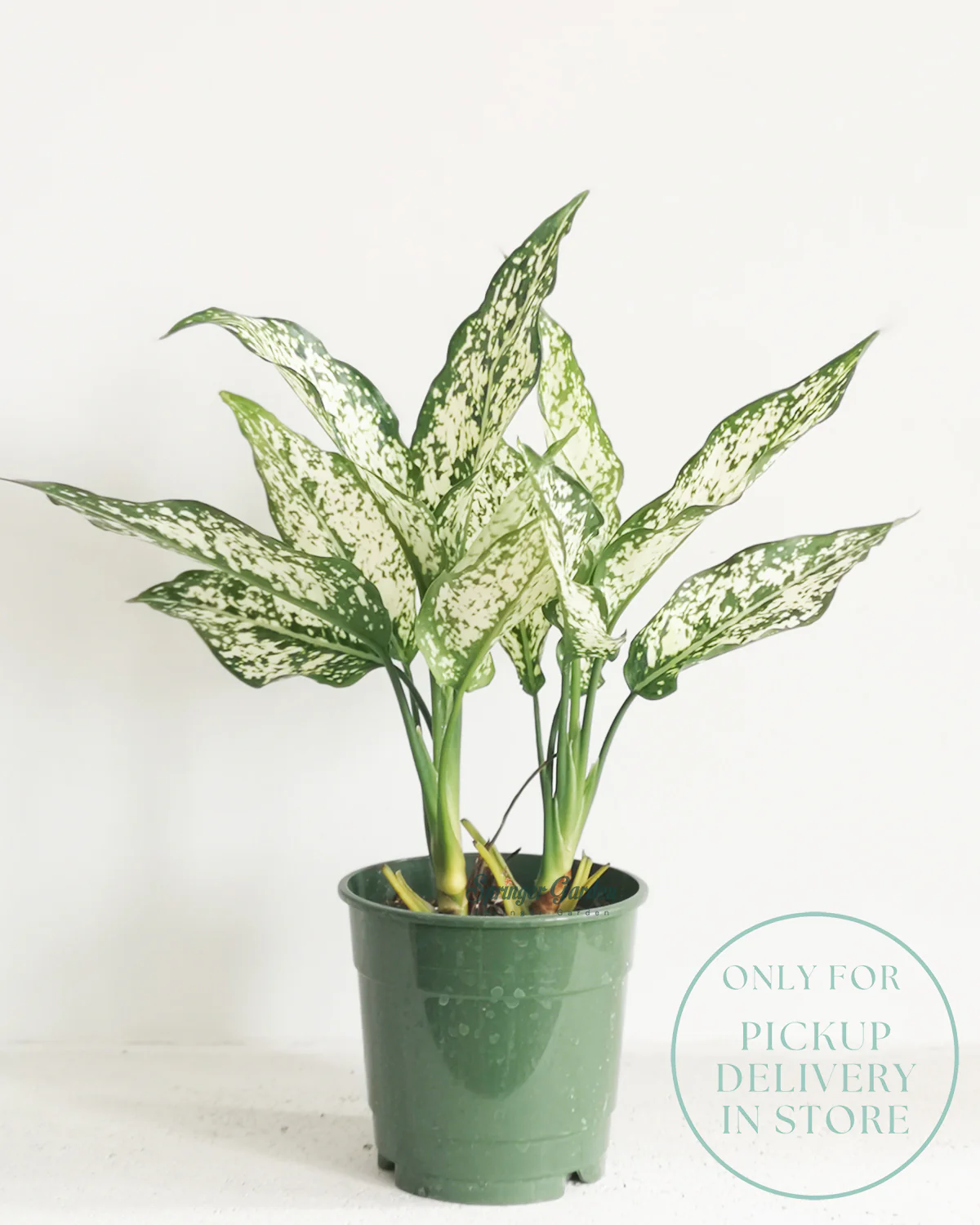 Chinese Evergreen Spring Snow - Image 2