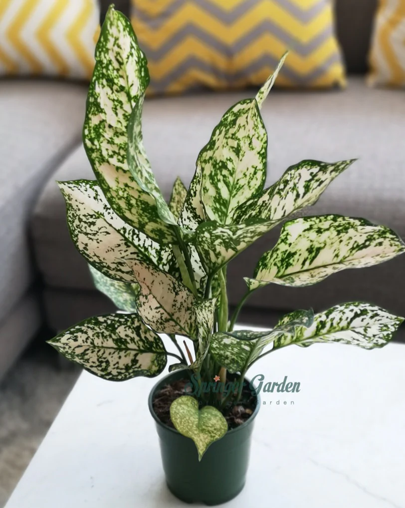 Chinese Evergreen Spring Snow - Image 3